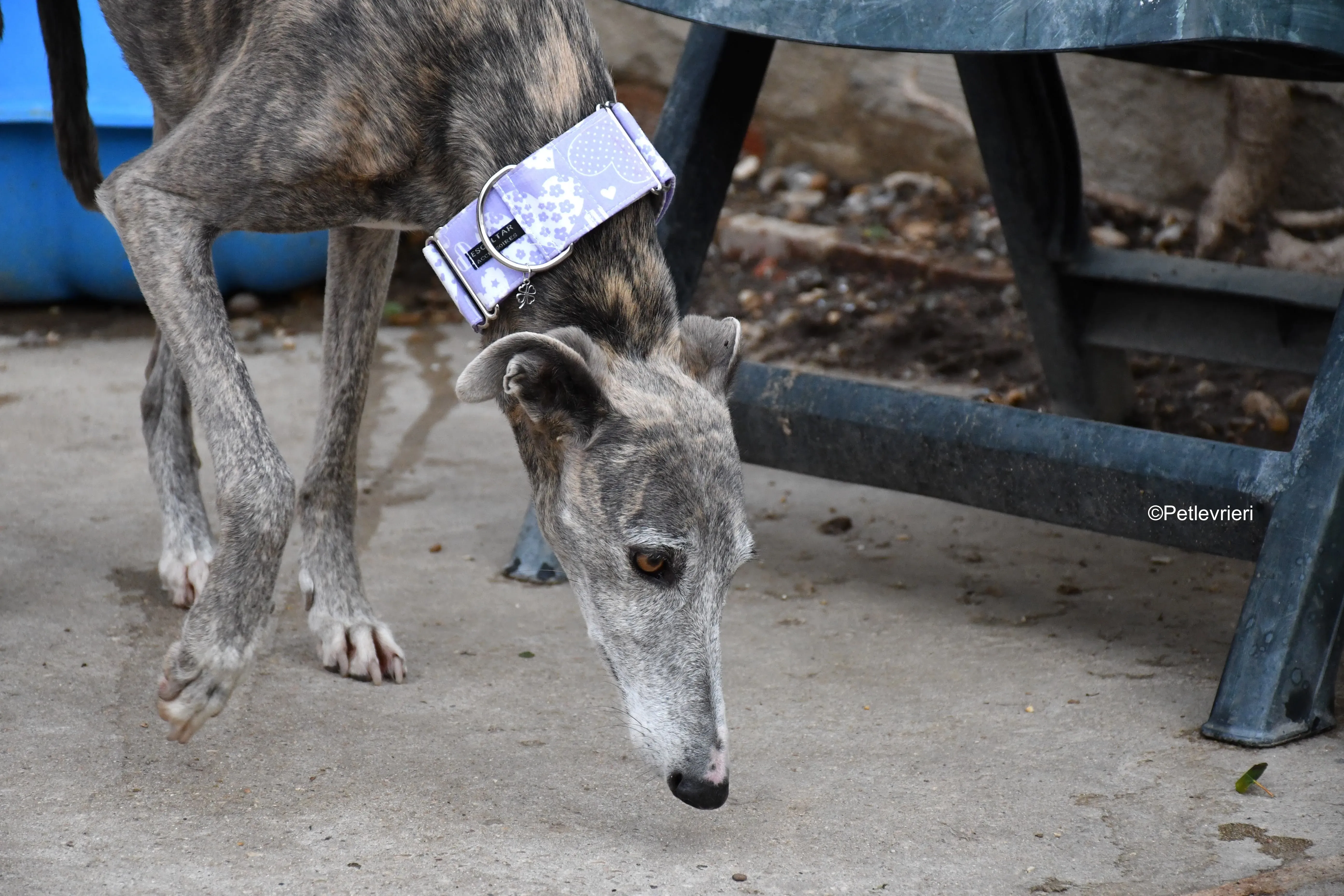duna adozione levrieri galgo 2