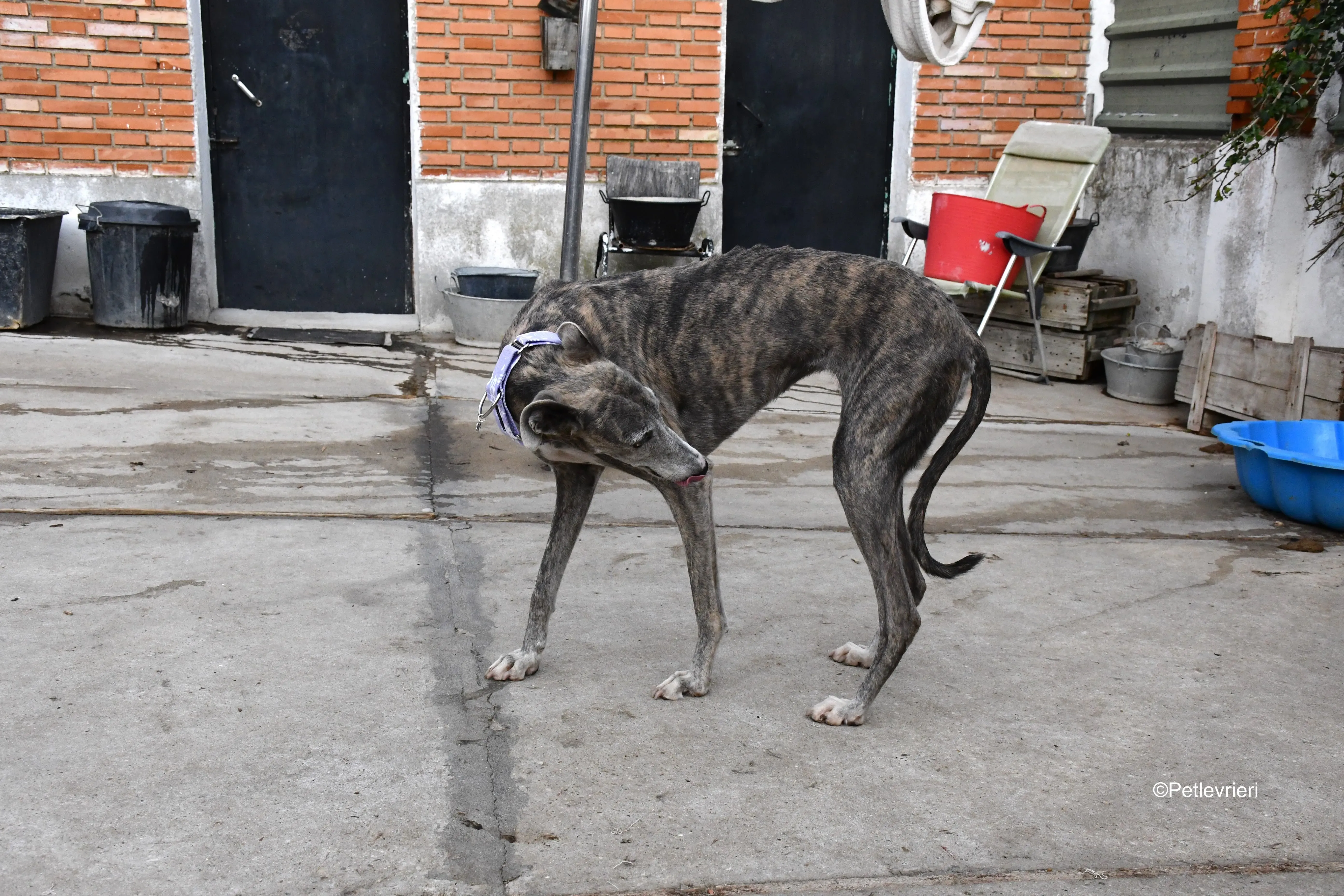 duna adozione levrieri galgo 3