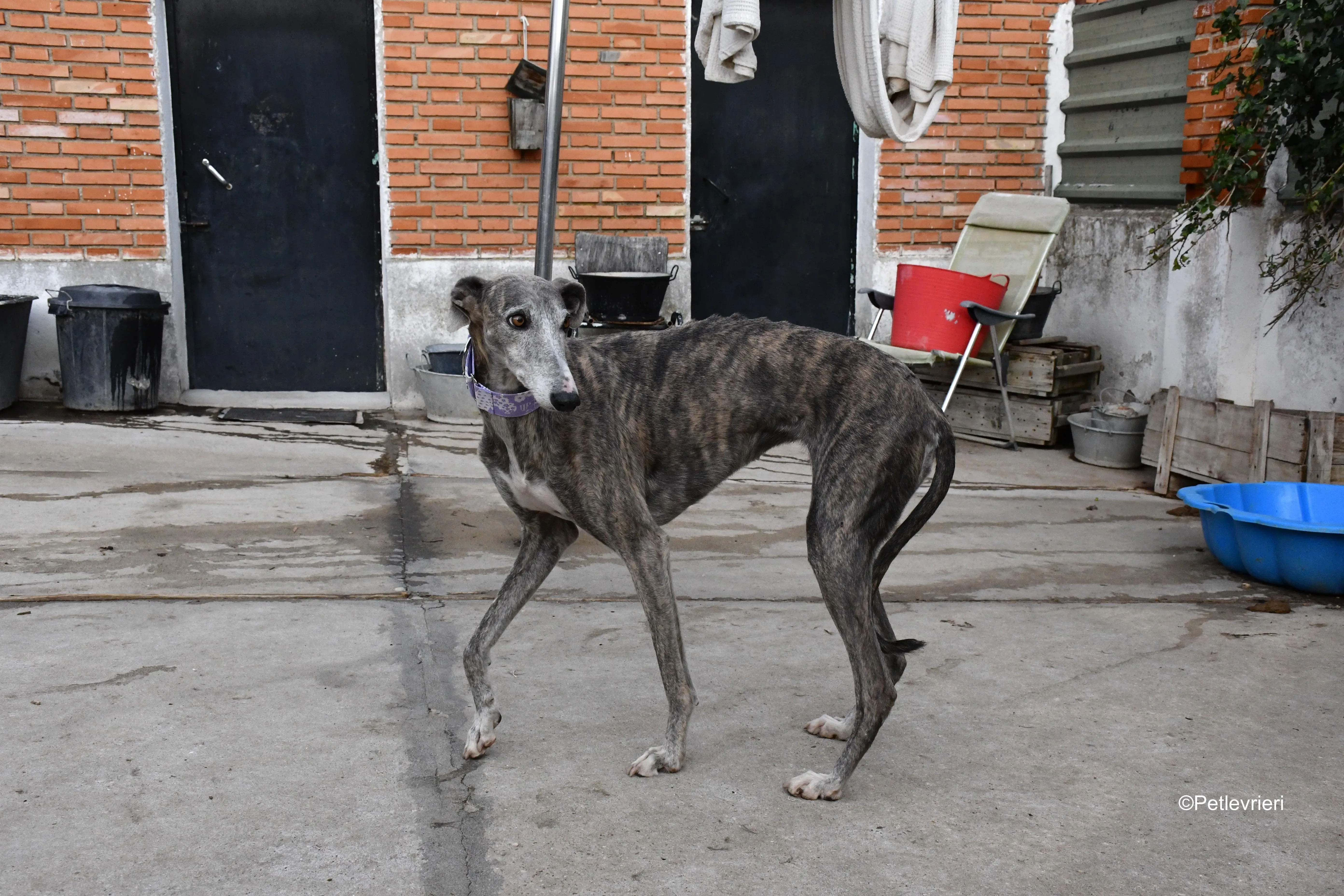 duna adozione levrieri galgo 4