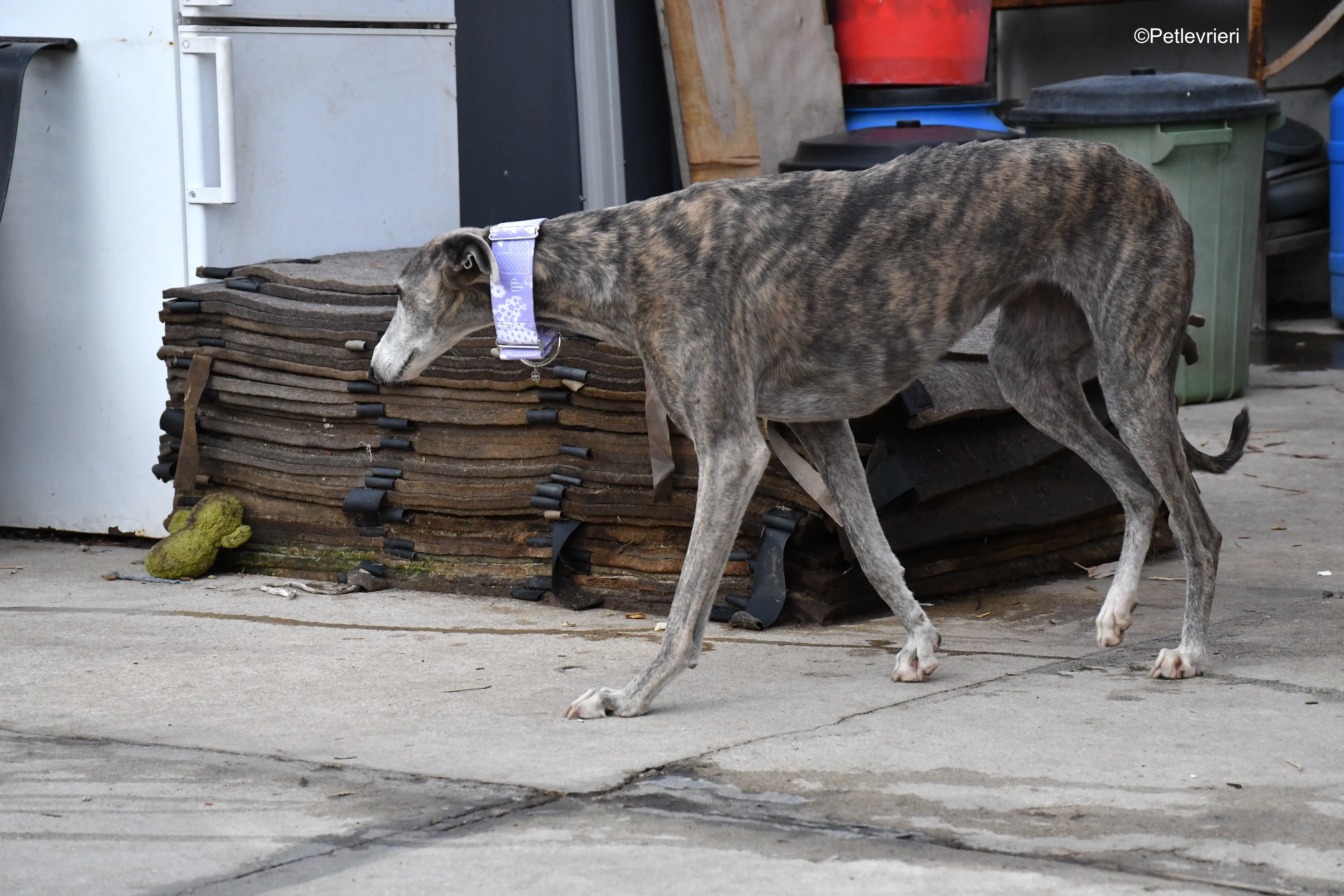 duna adozione levrieri galgo 5