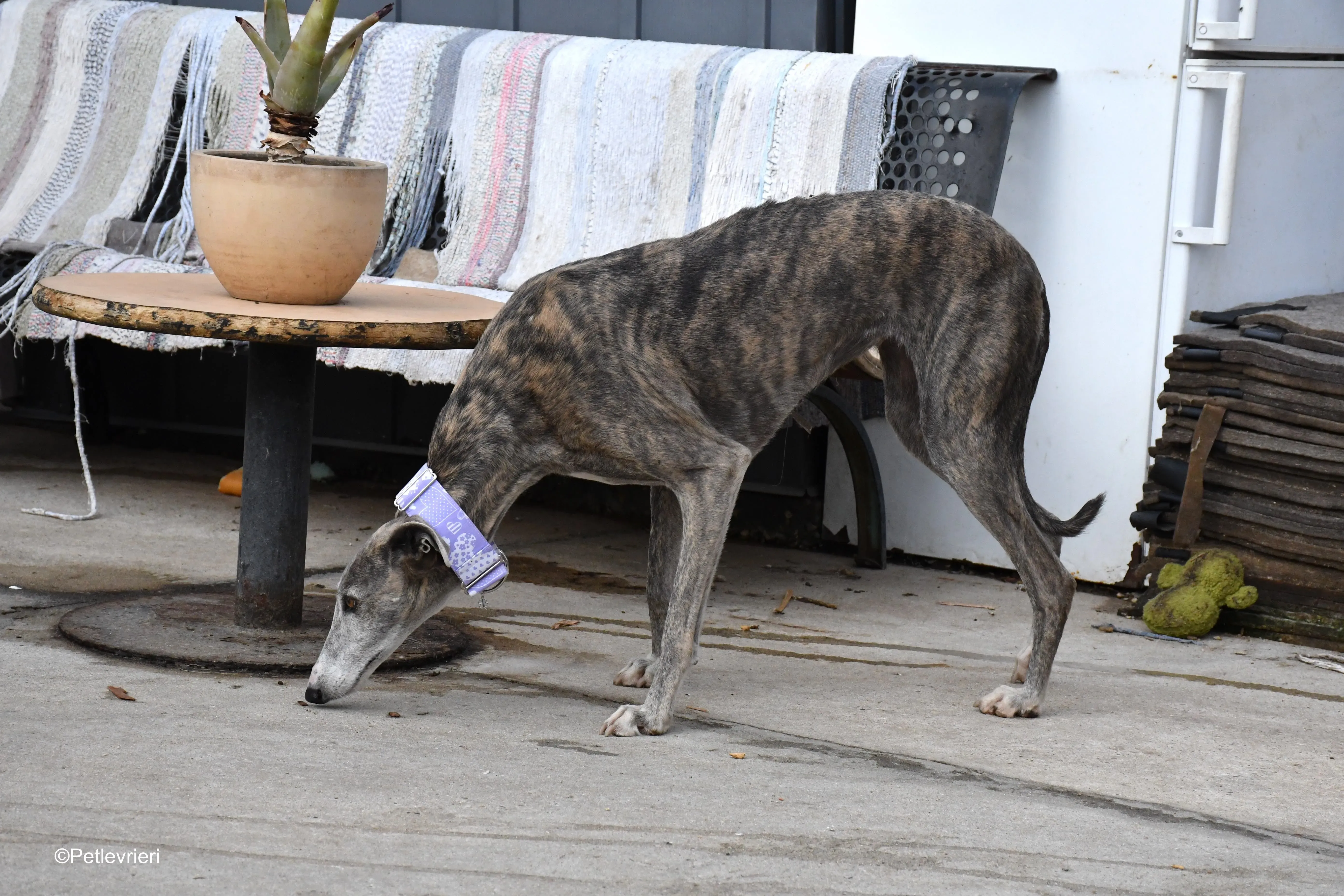 duna adozione levrieri galgo 6