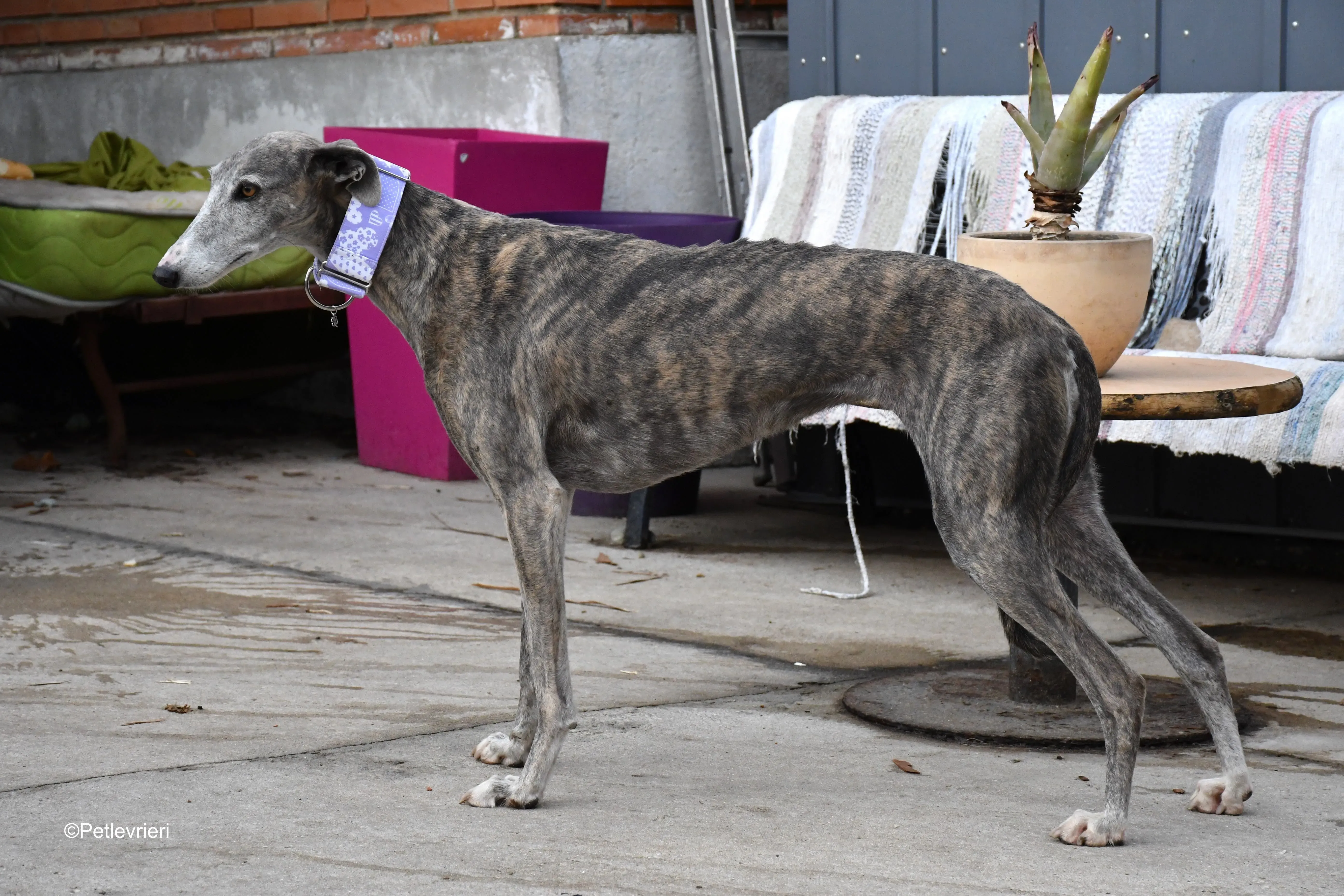 duna adozione levrieri galgo 7