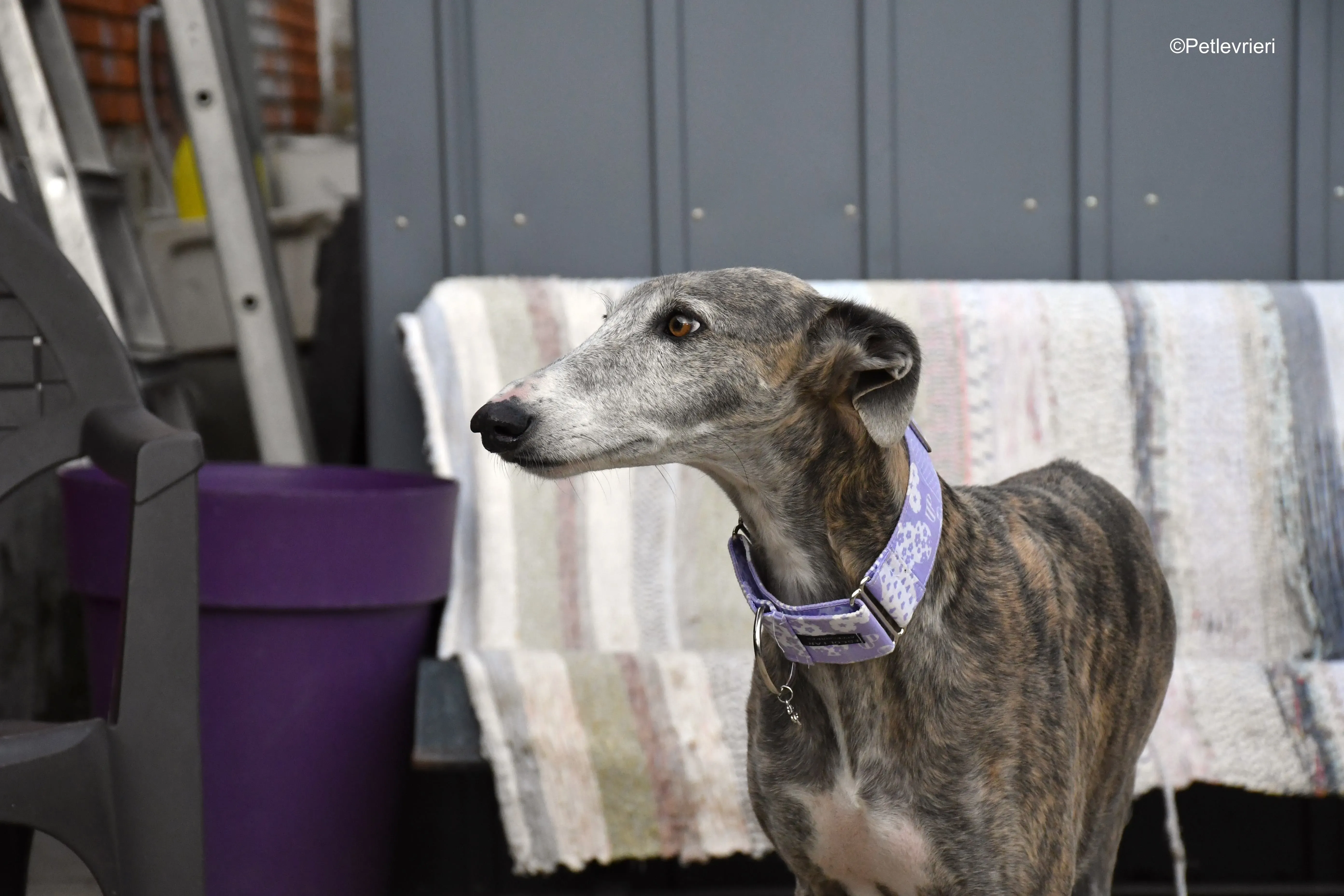 duna adozione levrieri galgo 8