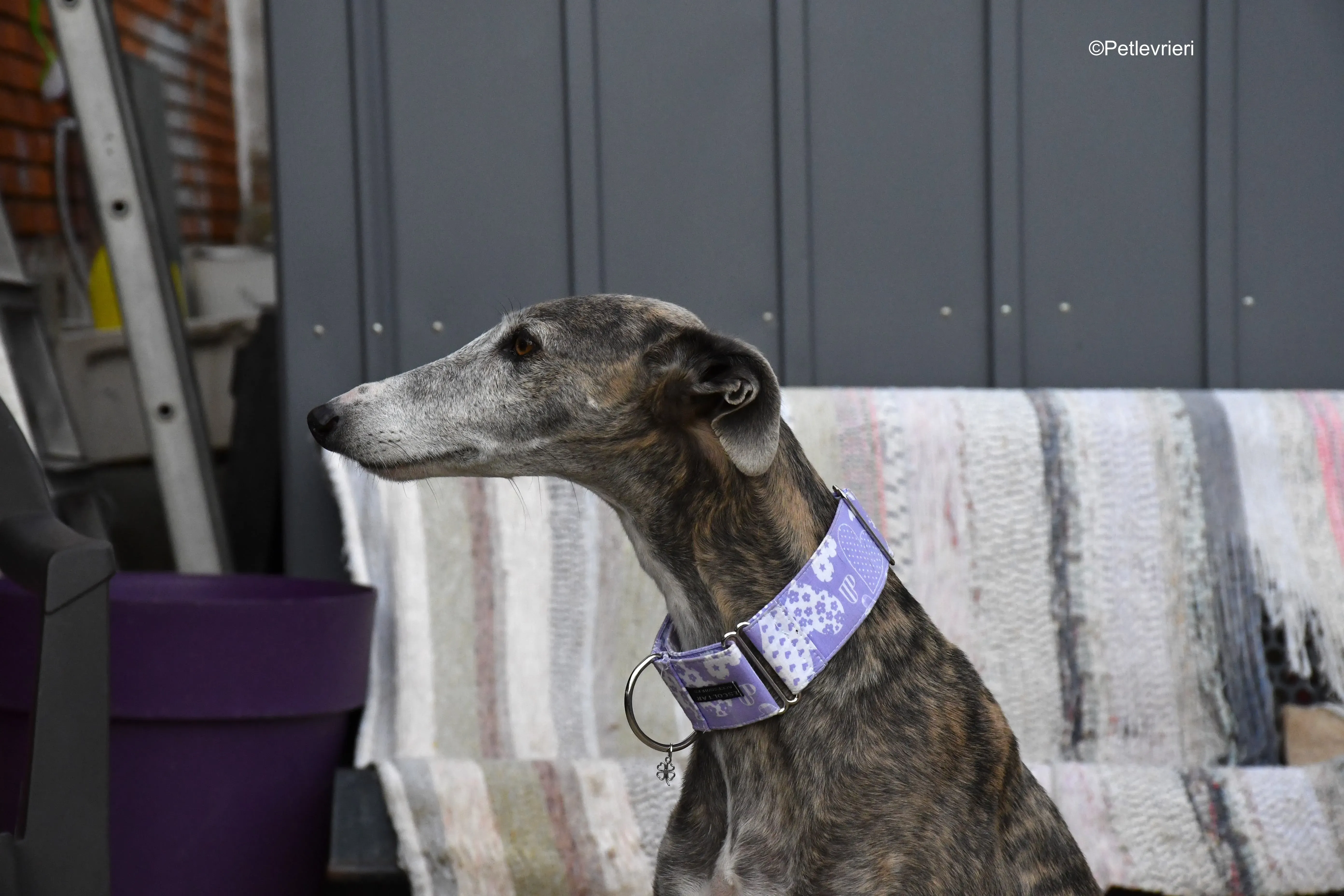 duna adozione levrieri galgo 9