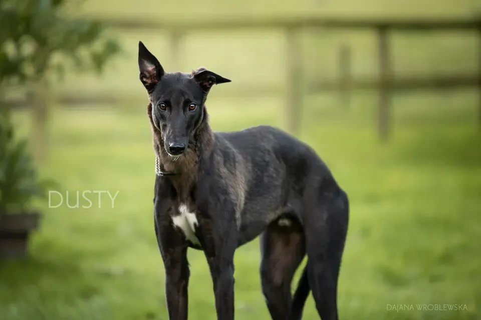 dusty adozione greyhound 1