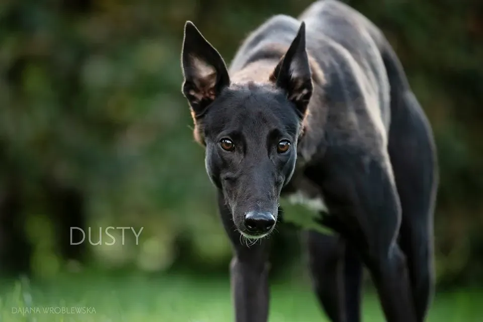 dusty adozione greyhound