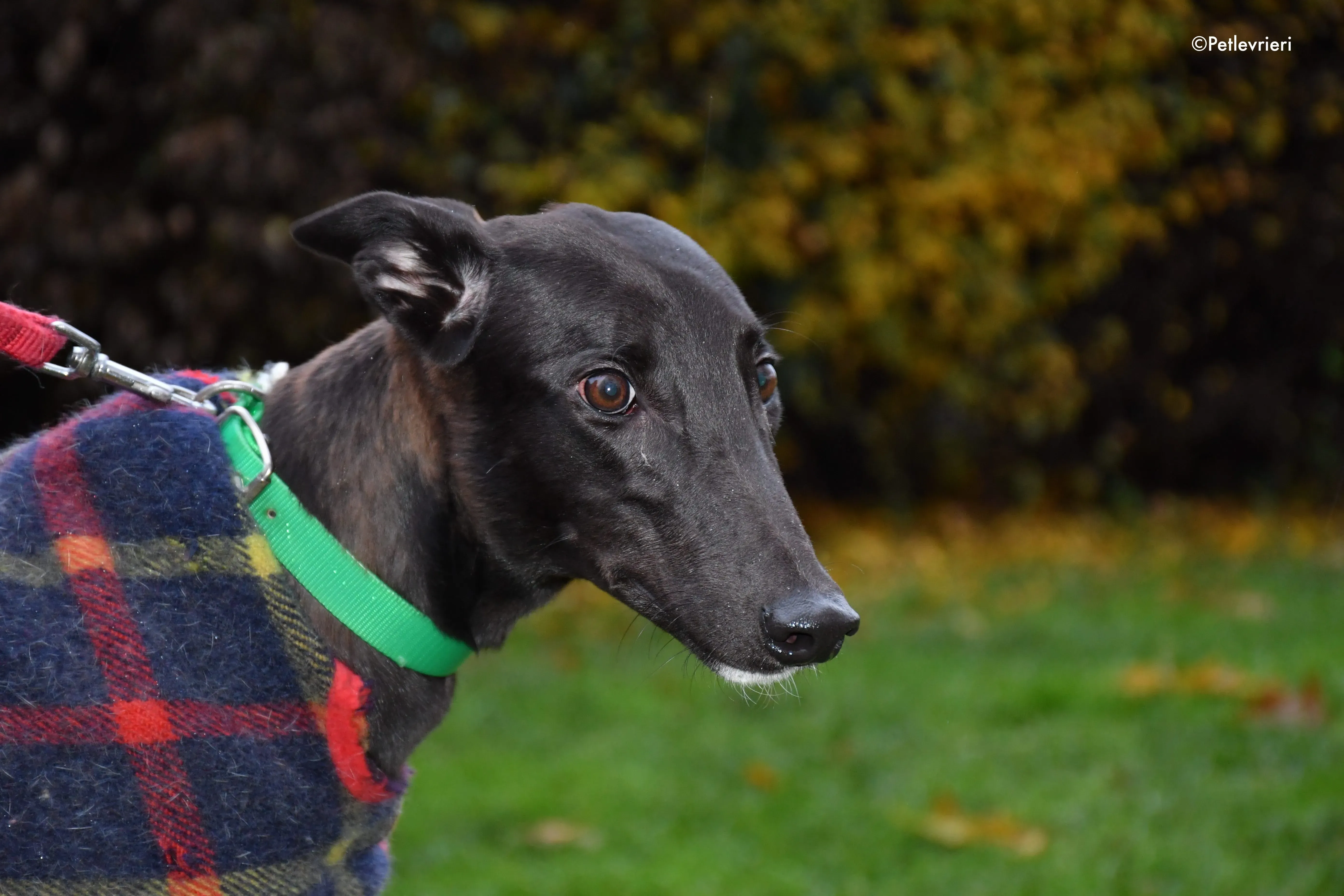 dusty adozione levrieri greyhound 1