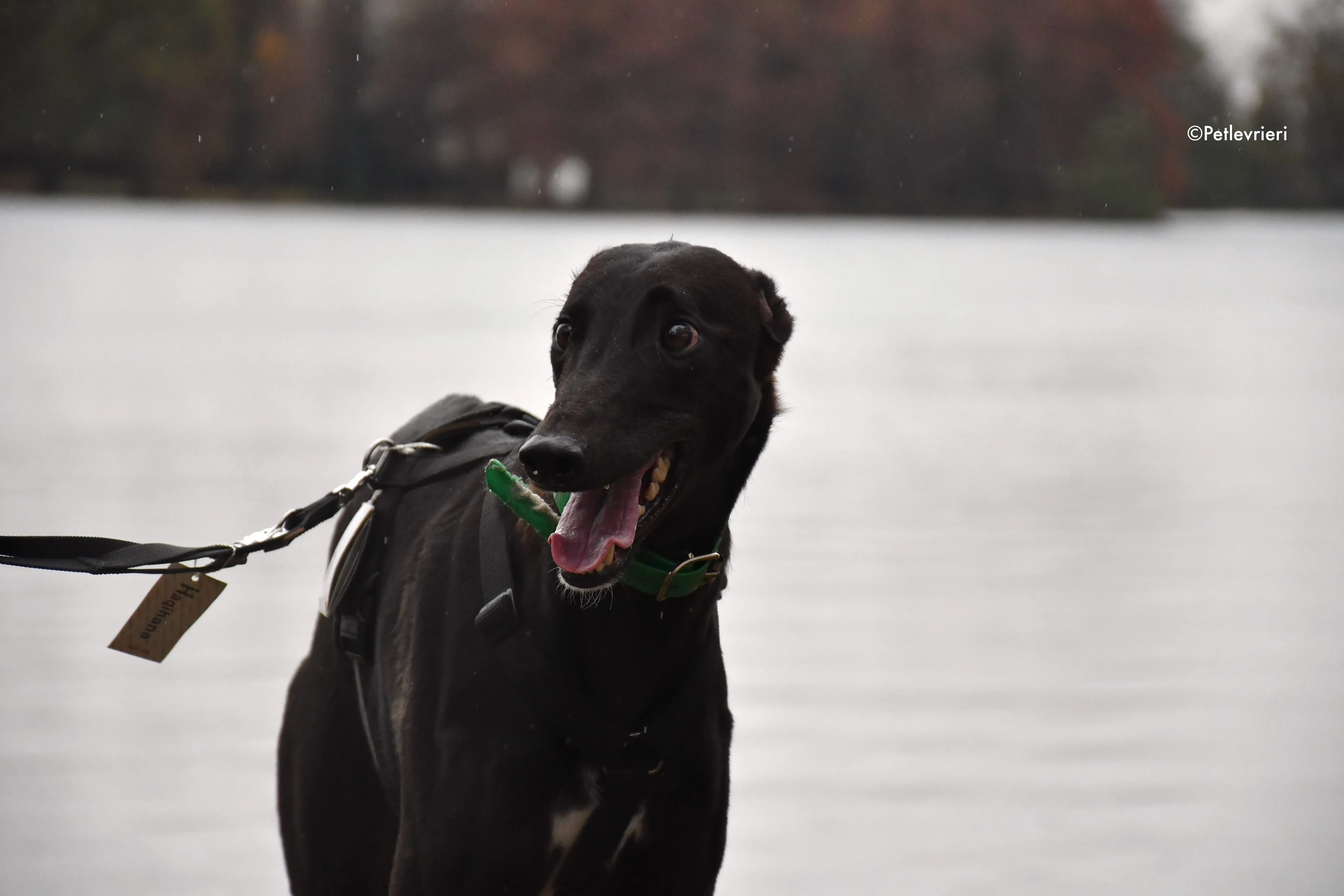 dusty adozione levrieri greyhound 10