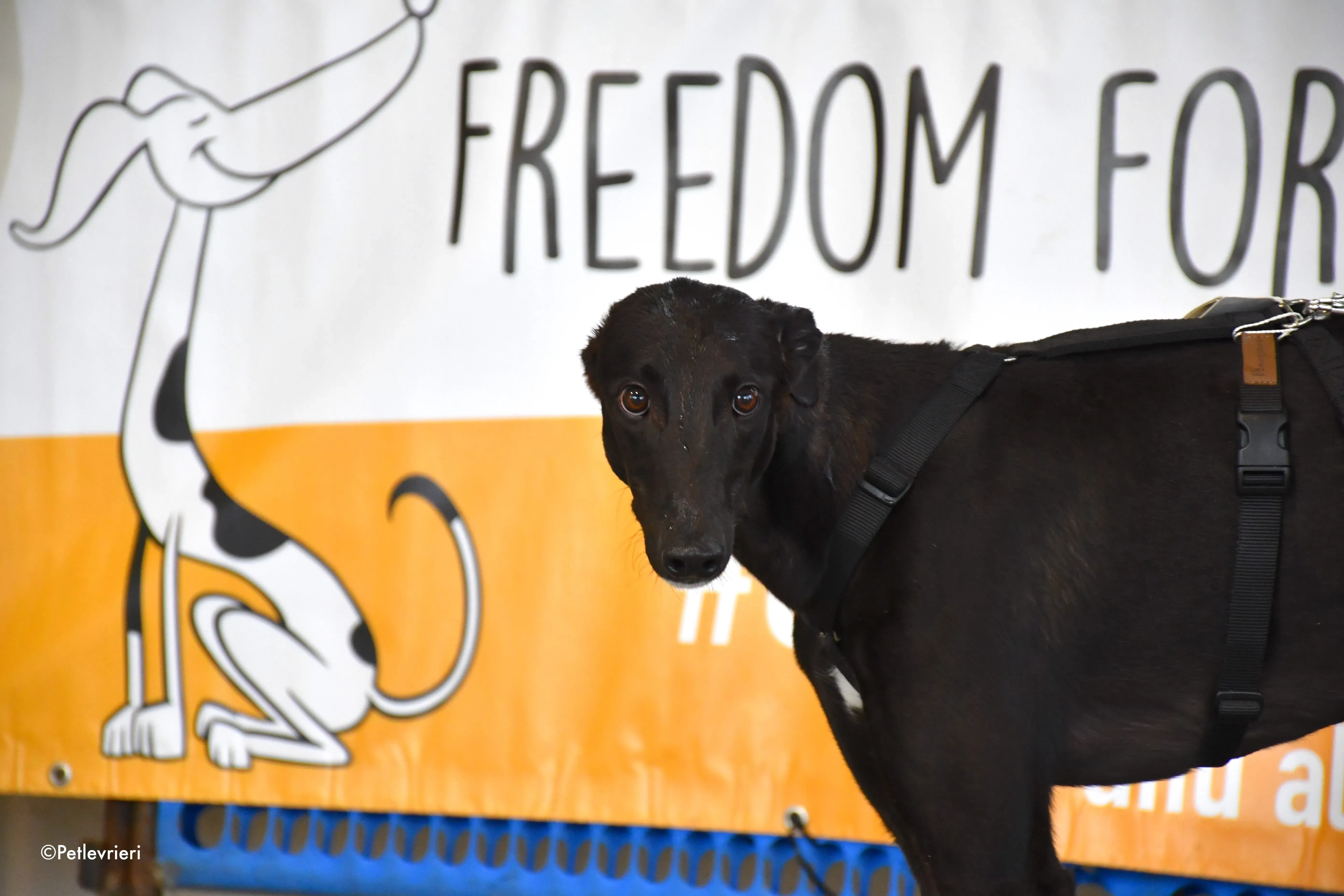 dusty adozione levrieri greyhound 11