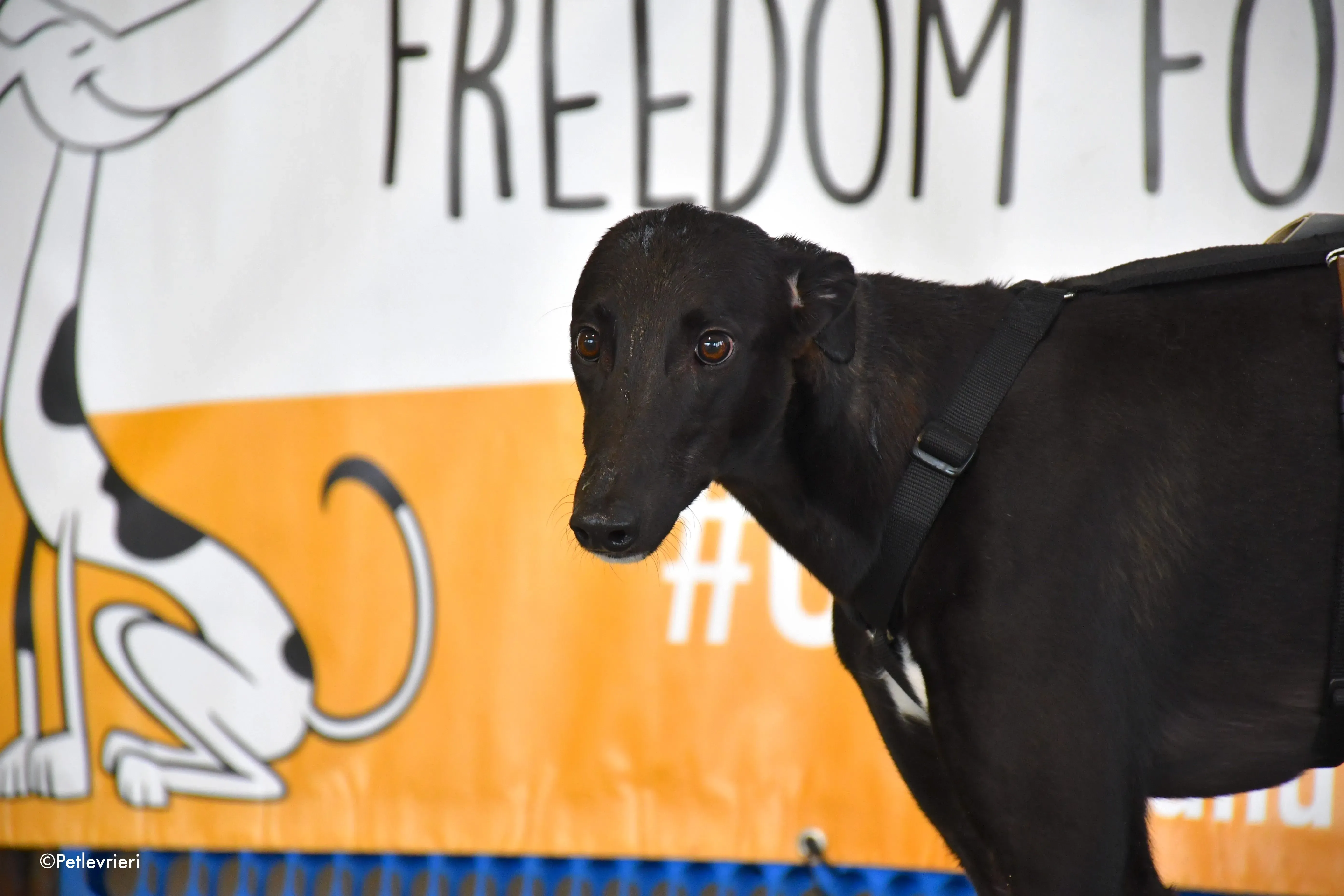 dusty adozione levrieri greyhound 12