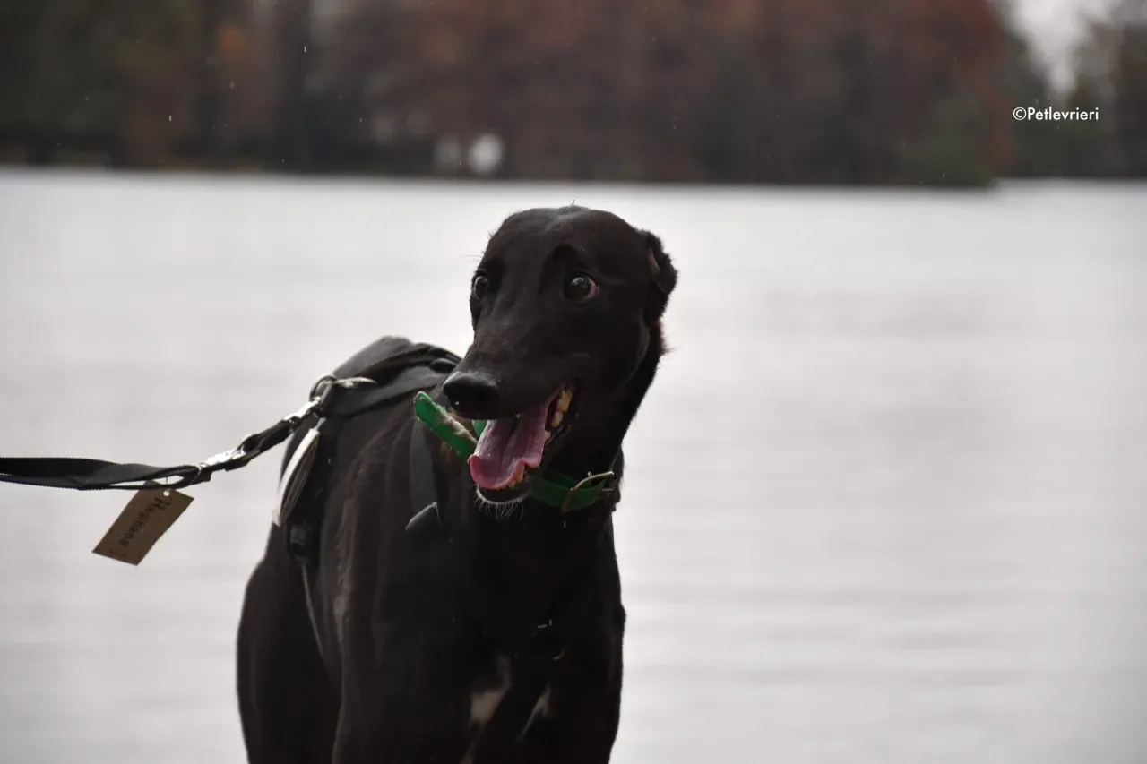 dusty adozione levrieri greyhound 10