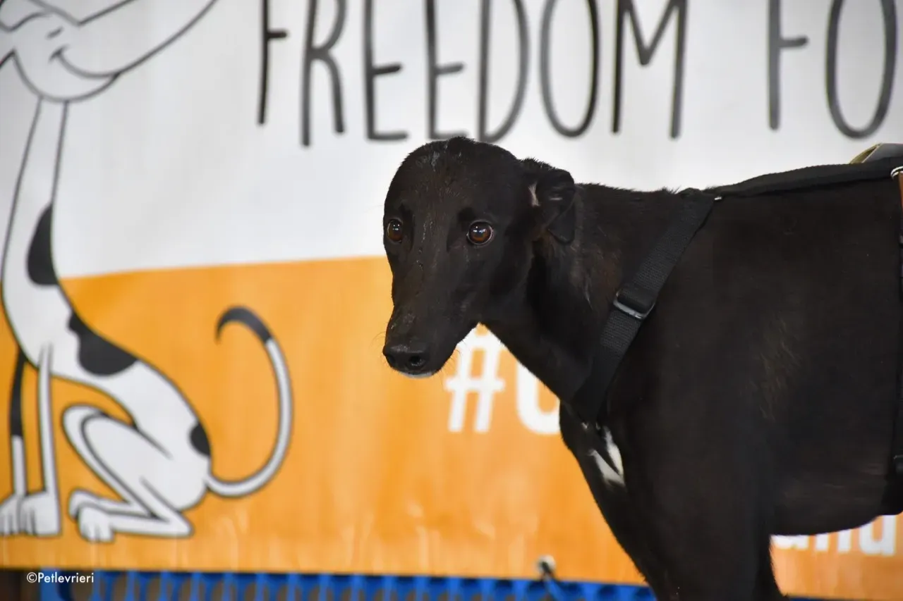 dusty adozione levrieri greyhound 12