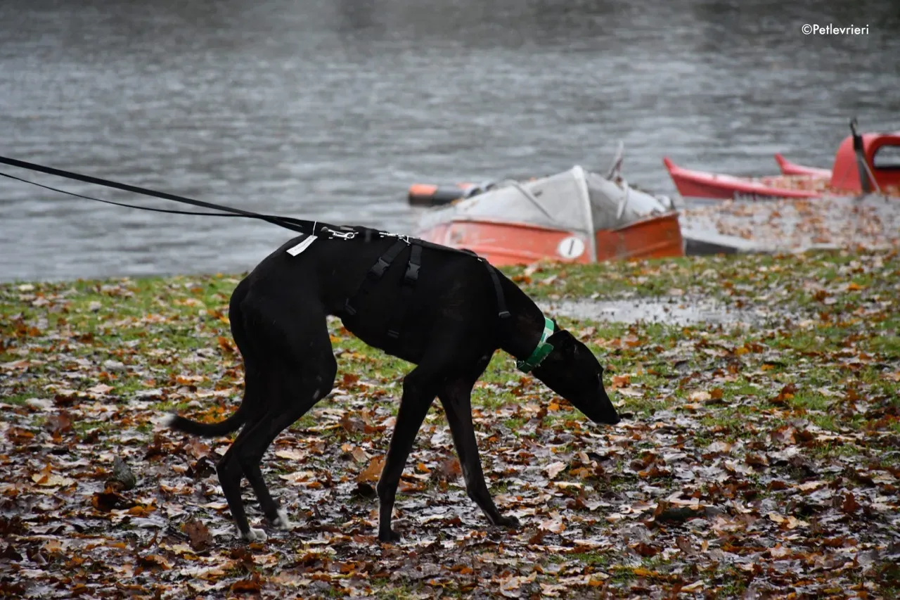 dusty adozione levrieri greyhound 5