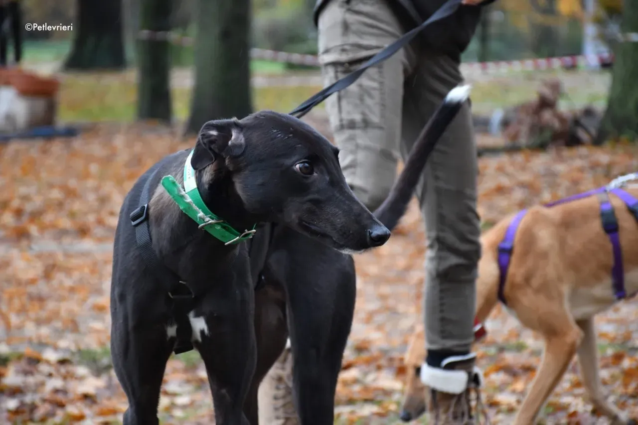 dusty adozione levrieri greyhound 7