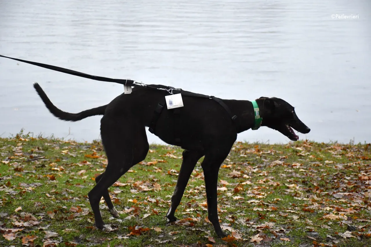 dusty adozione levrieri greyhound 9