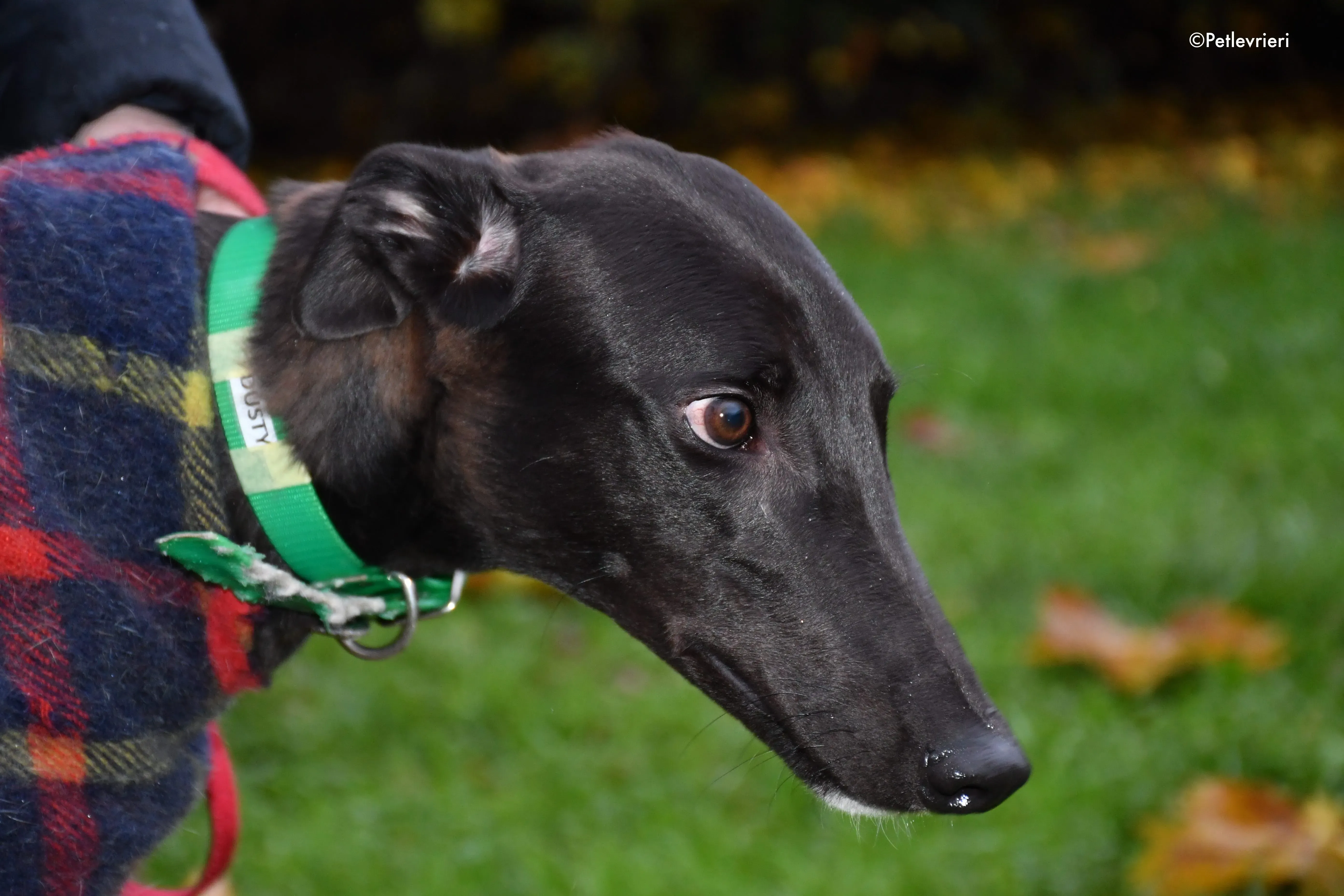 dusty adozione levrieri greyhound 2