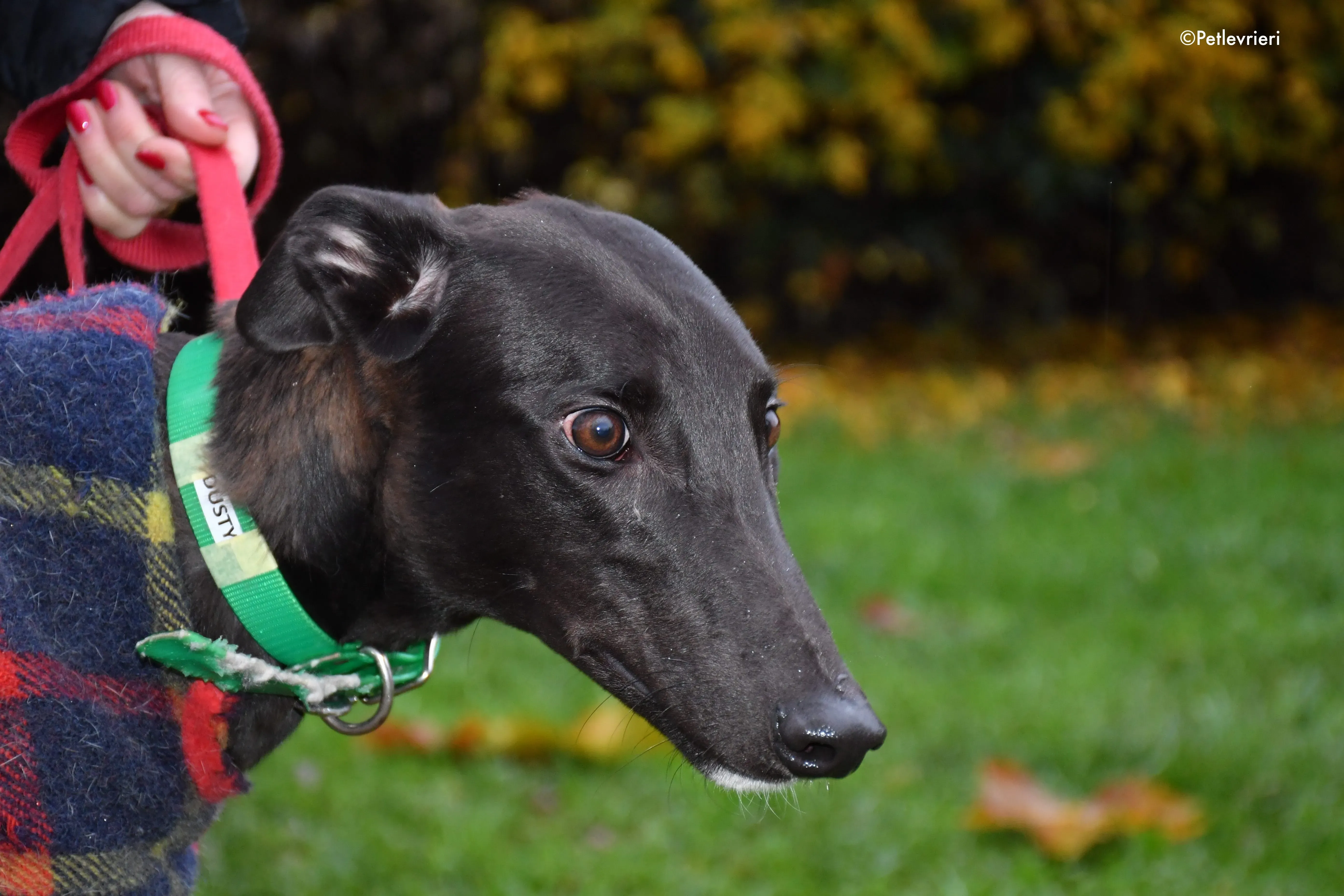 dusty adozione levrieri greyhound 3