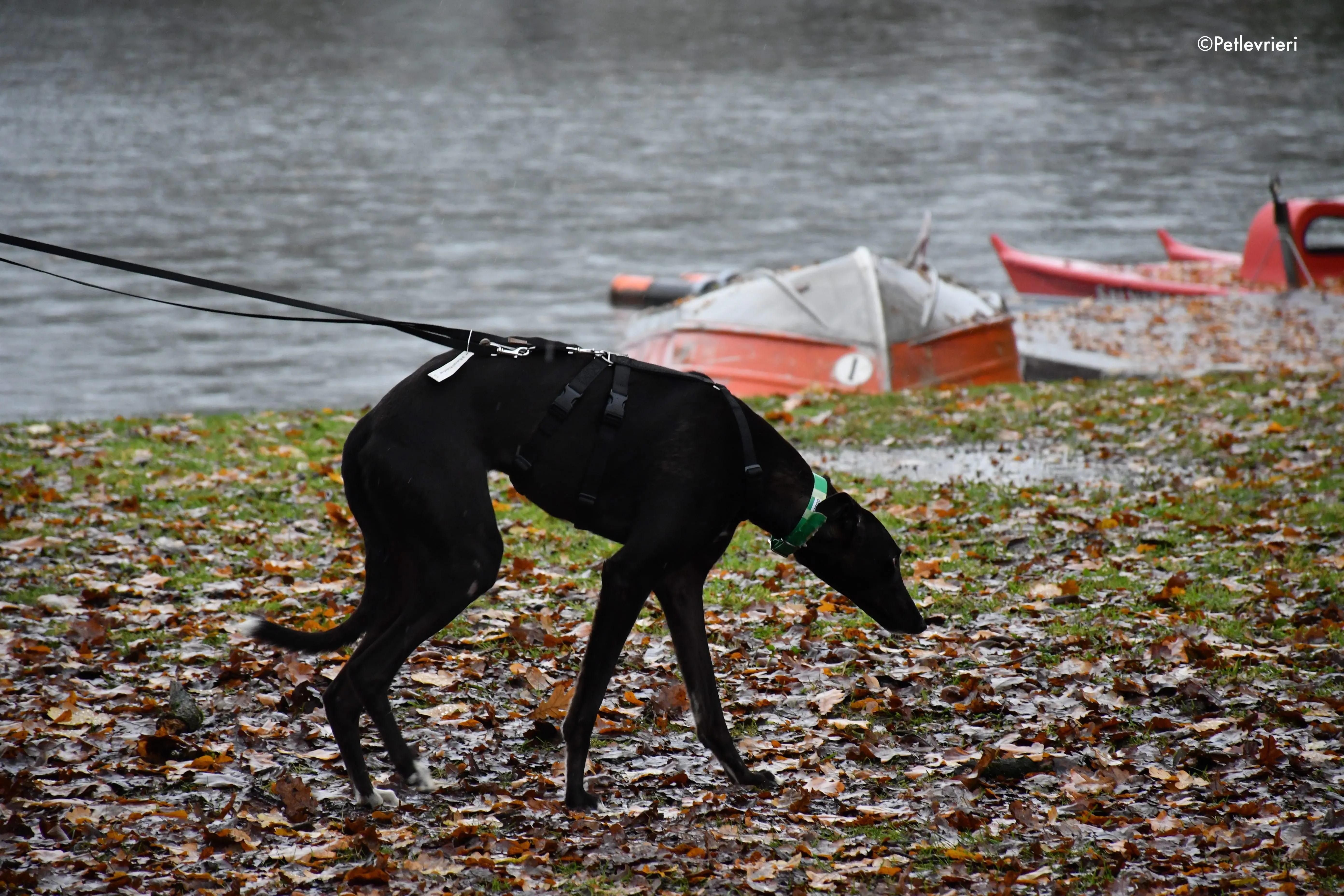 dusty adozione levrieri greyhound 5