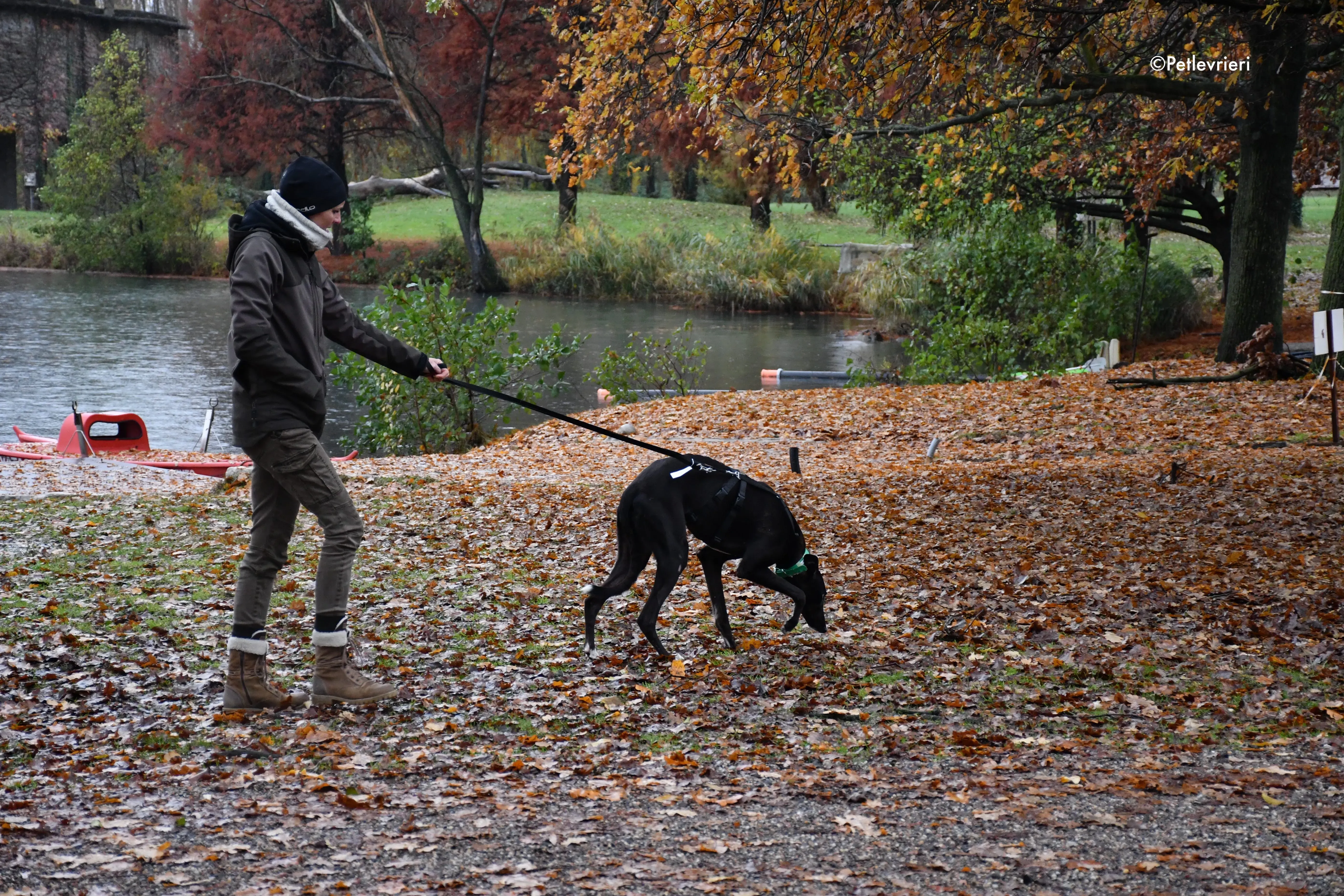dusty adozione levrieri greyhound 6