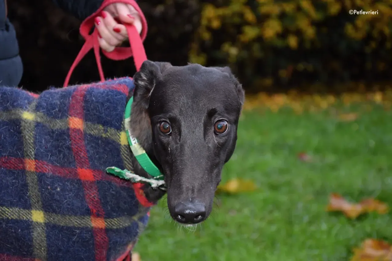 dusty adozione levrieri greyhound 4