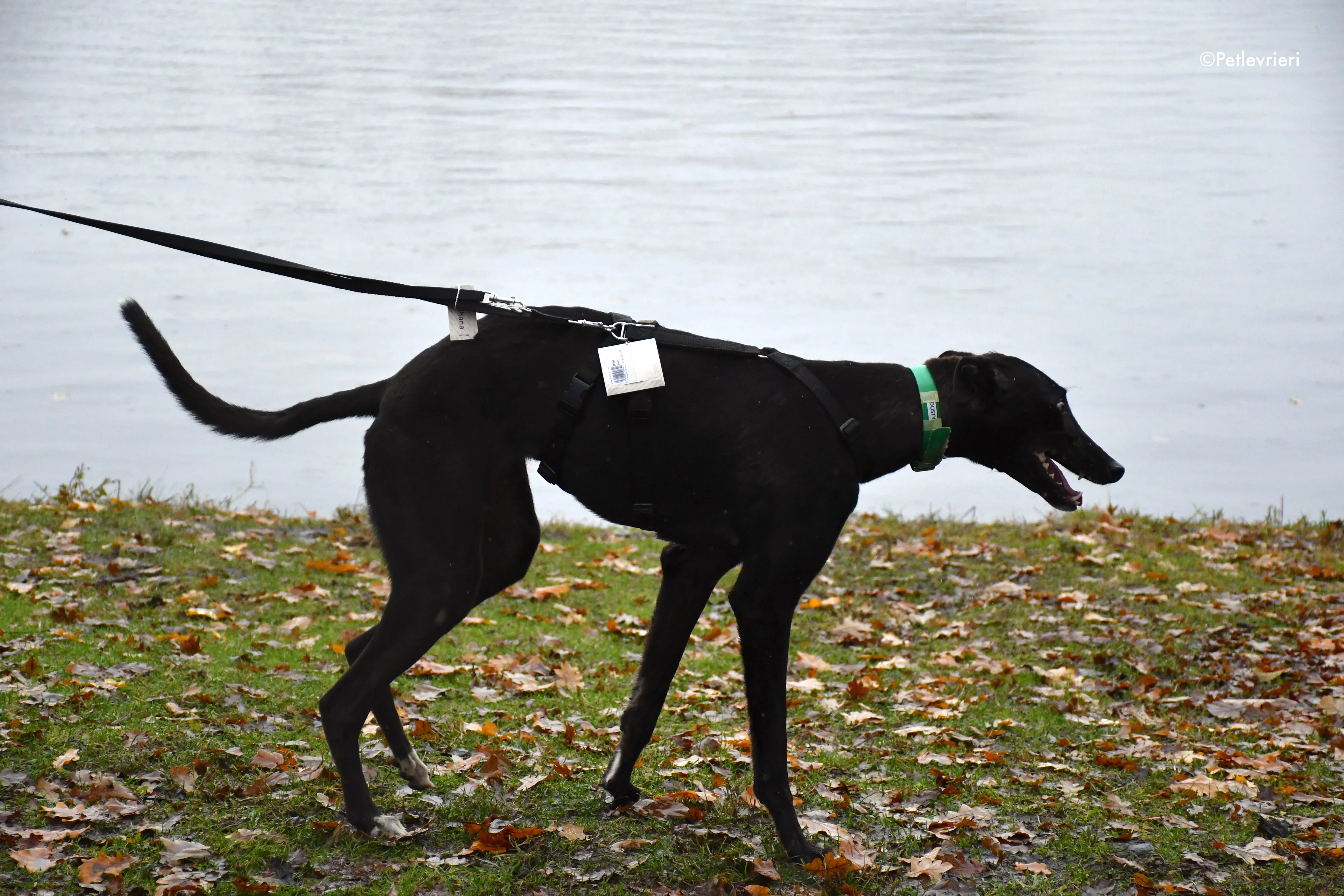 dusty adozione levrieri greyhound 9