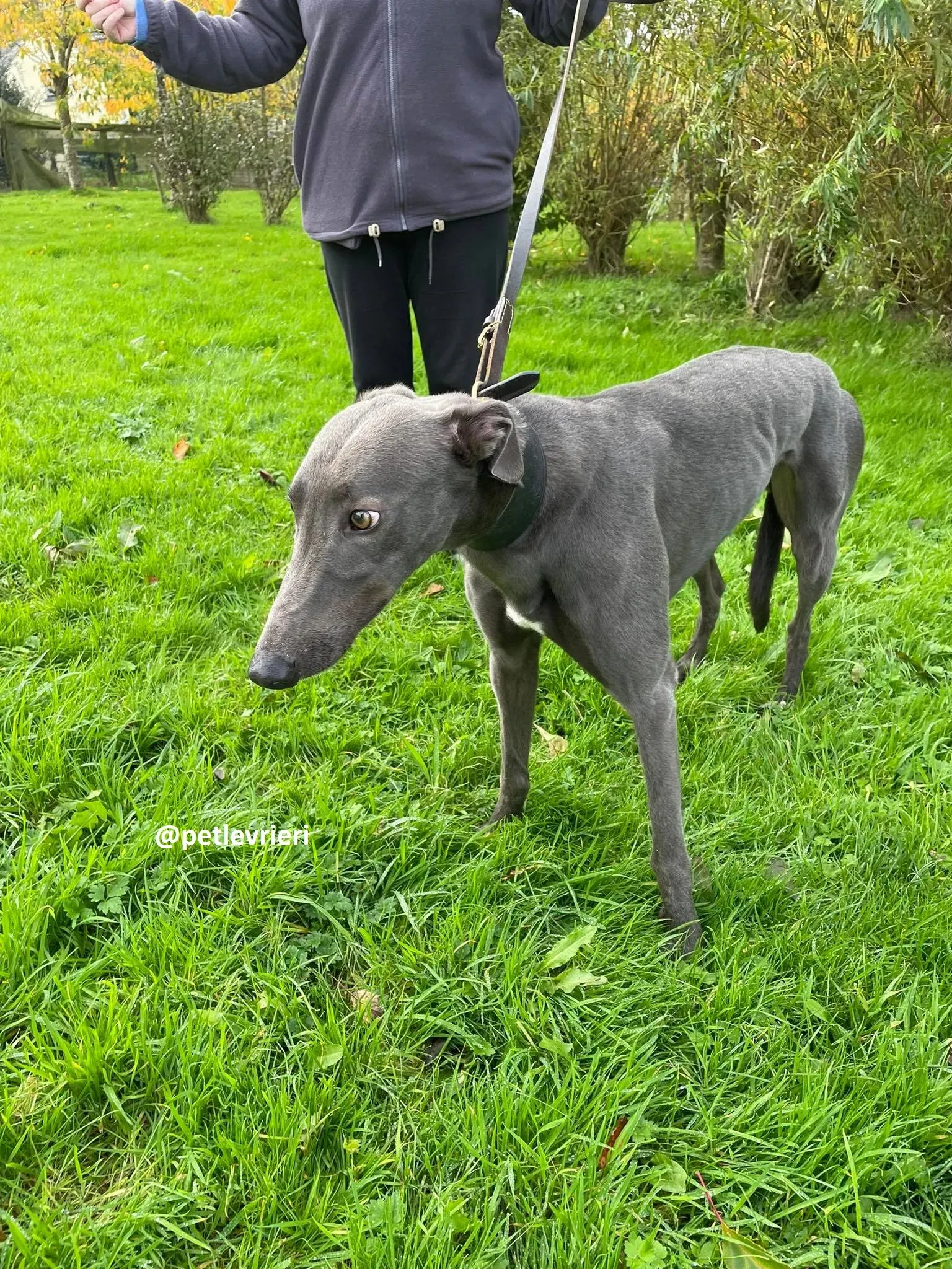 dysert adozione greyhound pet levrieri 1