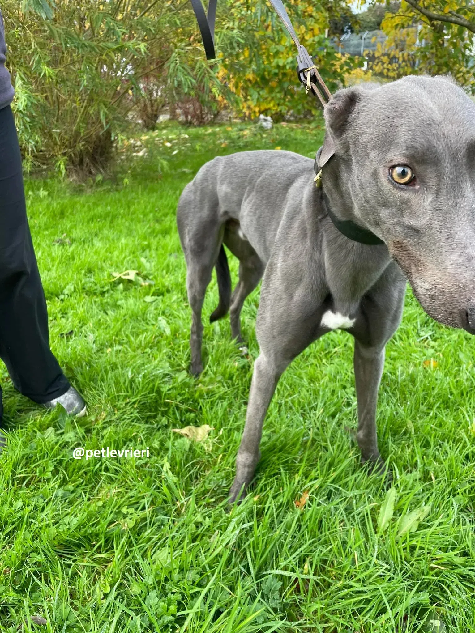 dysert adozione greyhound pet levrieri 10