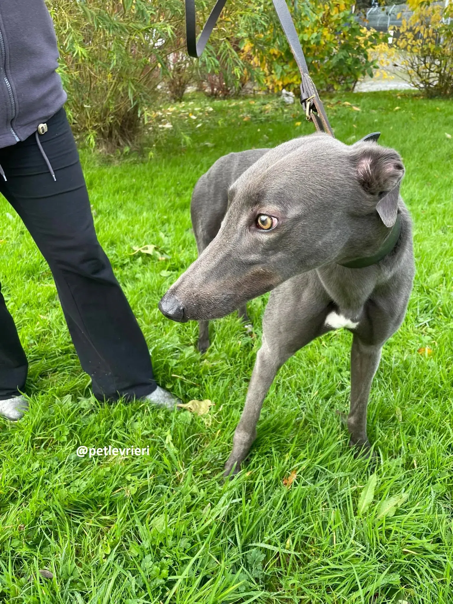 dysert adozione greyhound pet levrieri 12