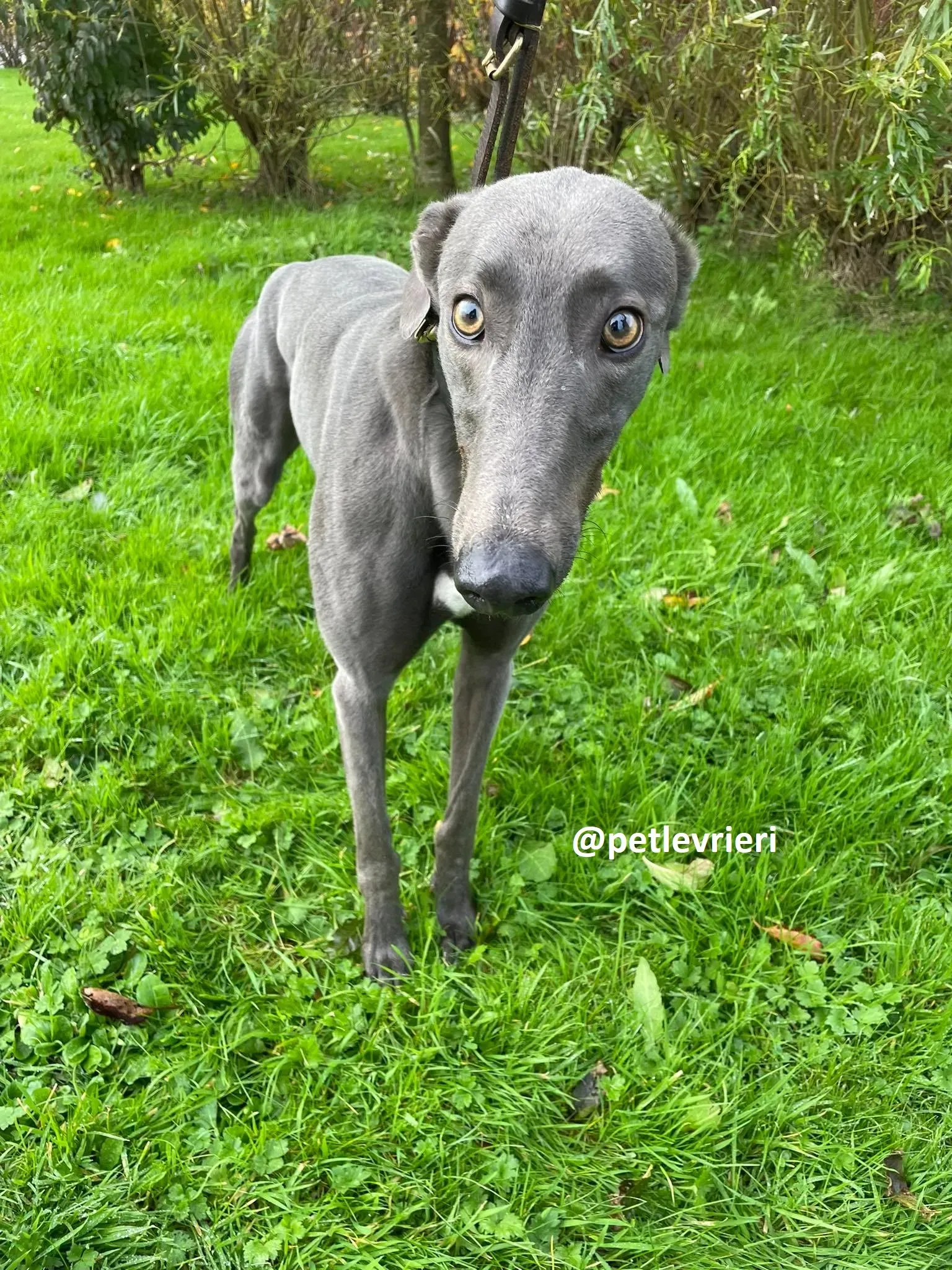 dysert adozione greyhound pet levrieri 14