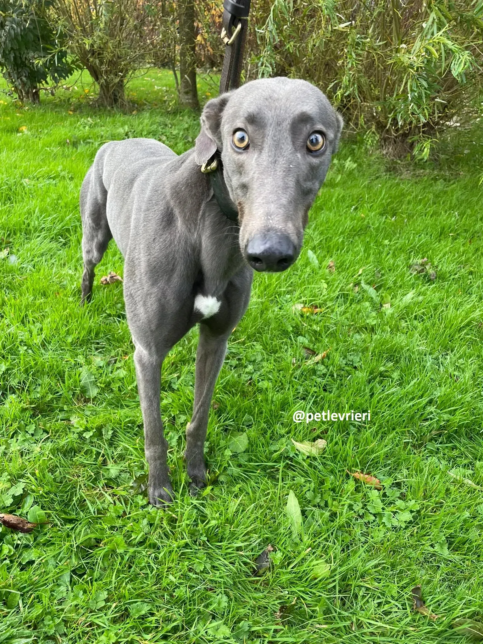 dysert adozione greyhound pet levrieri 15