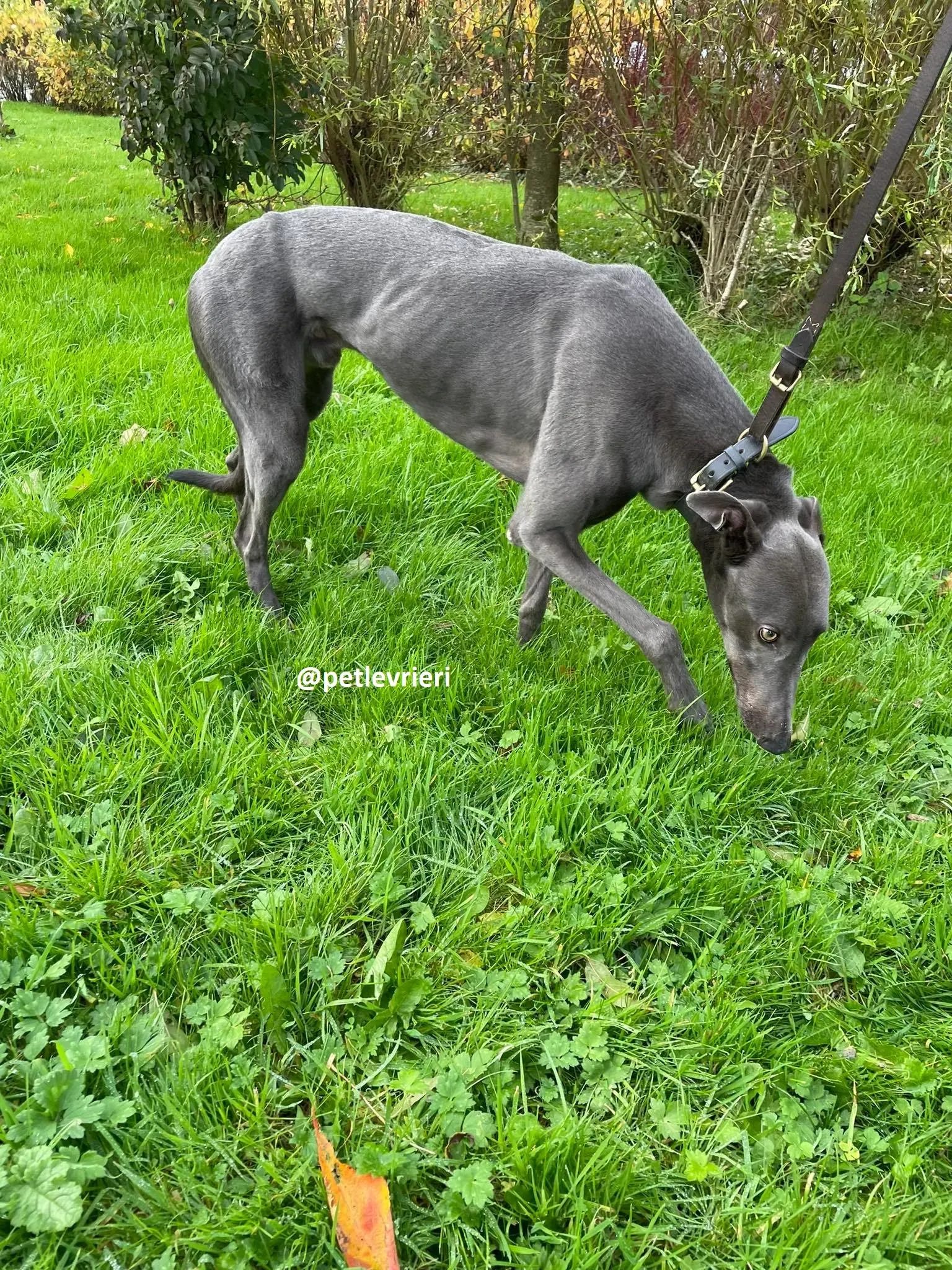 dysert adozione greyhound pet levrieri 17