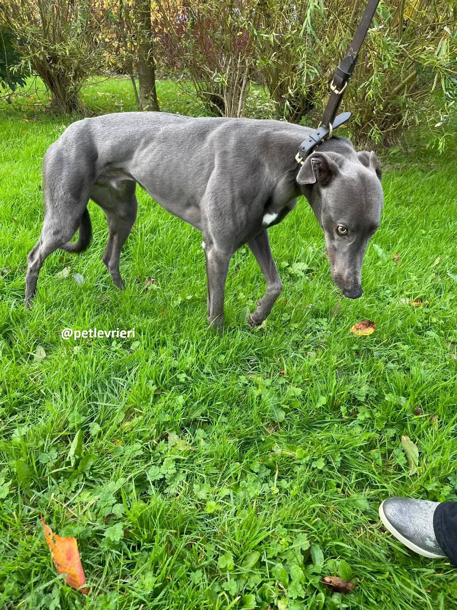 dysert adozione greyhound pet levrieri 18