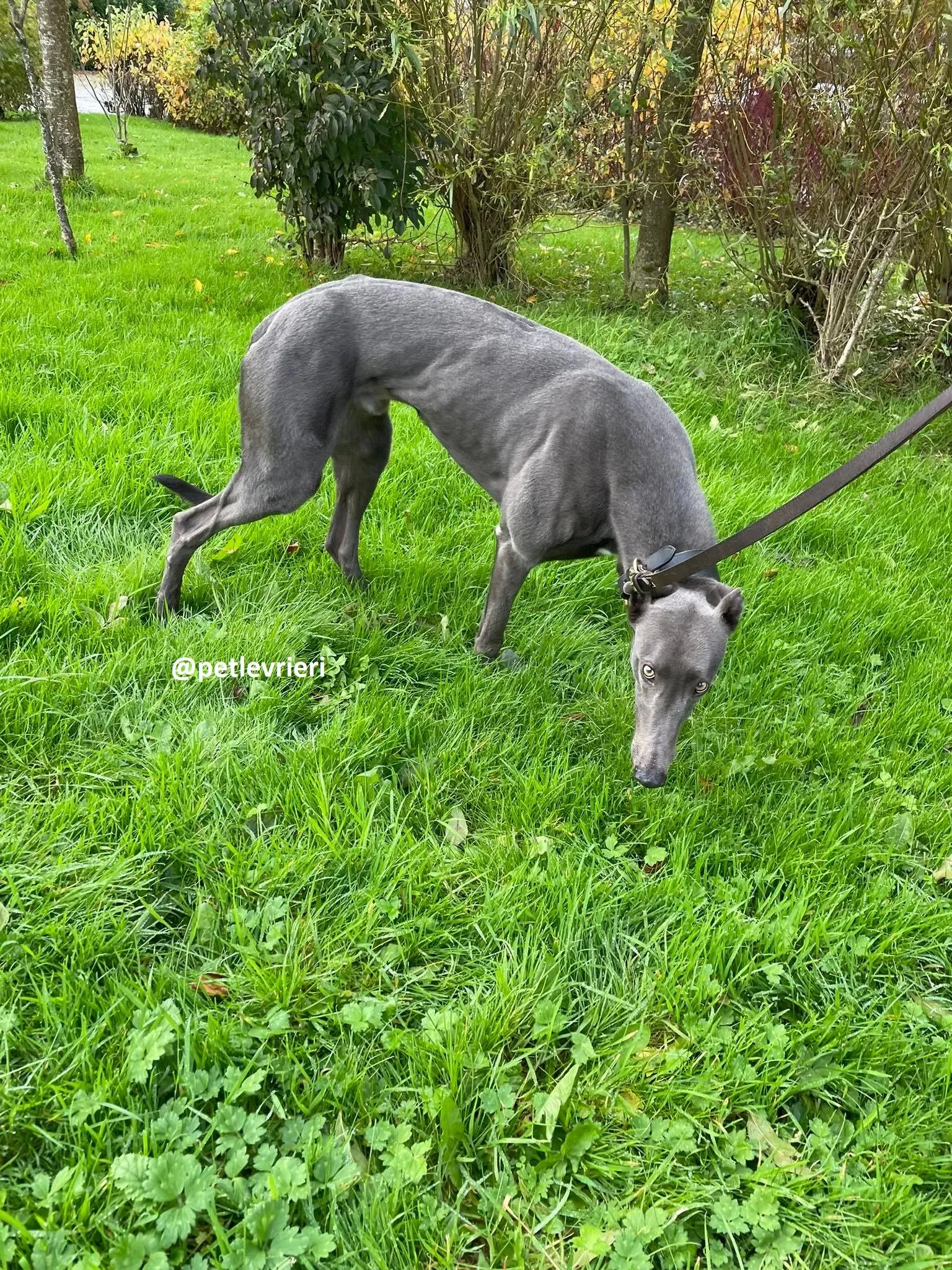 dysert adozione greyhound pet levrieri 19