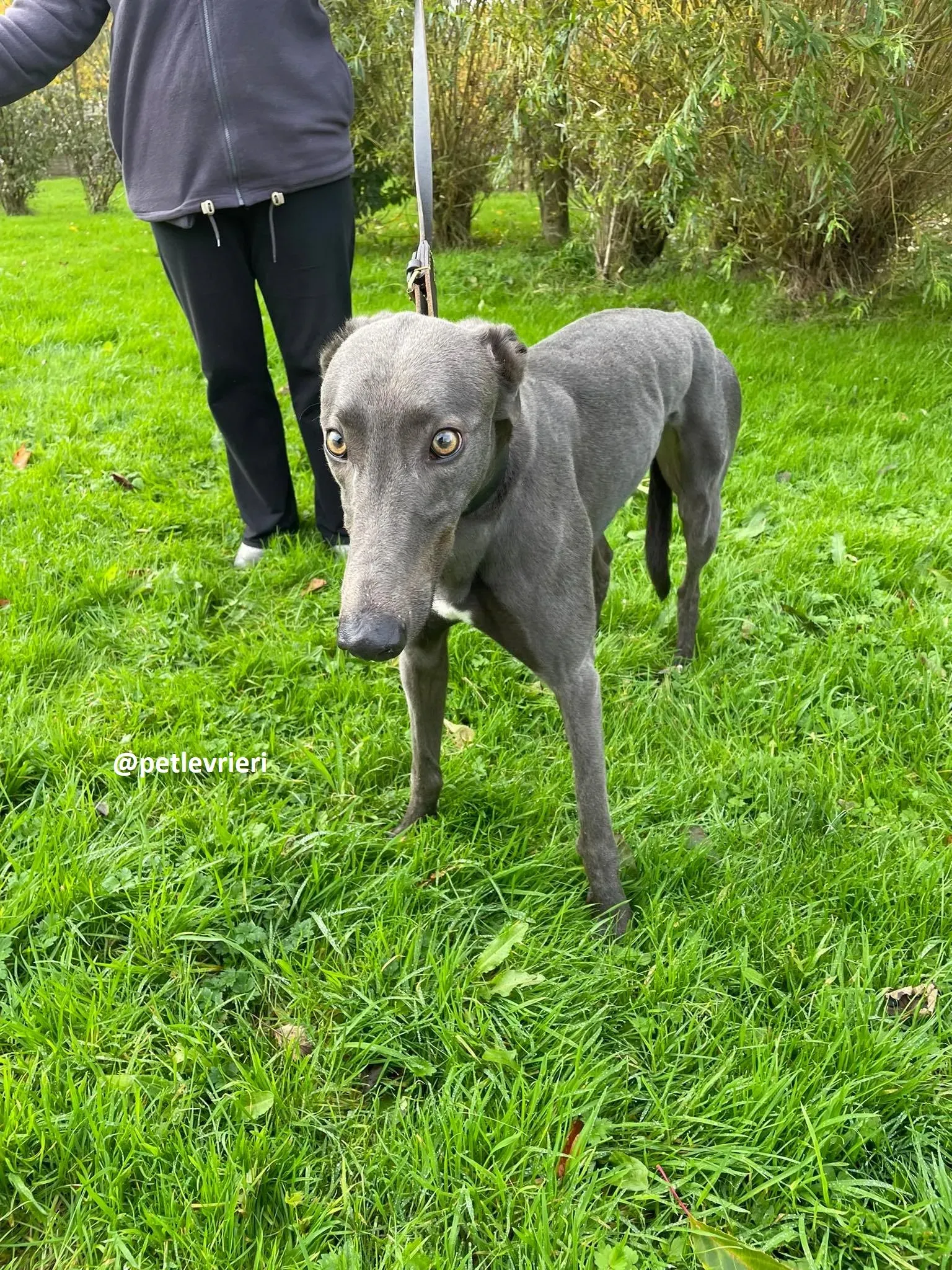 dysert adozione greyhound pet levrieri 2