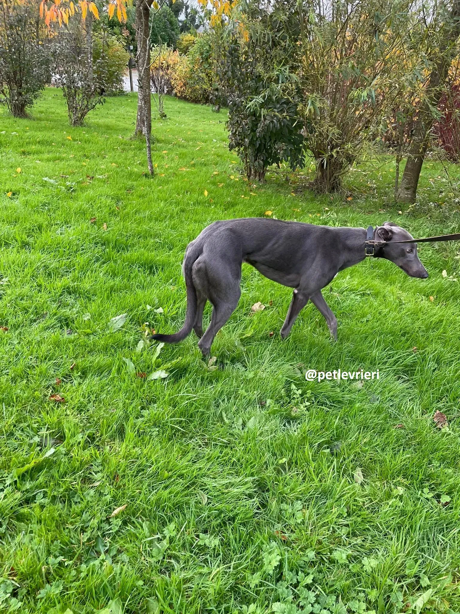 dysert adozione greyhound pet levrieri 20