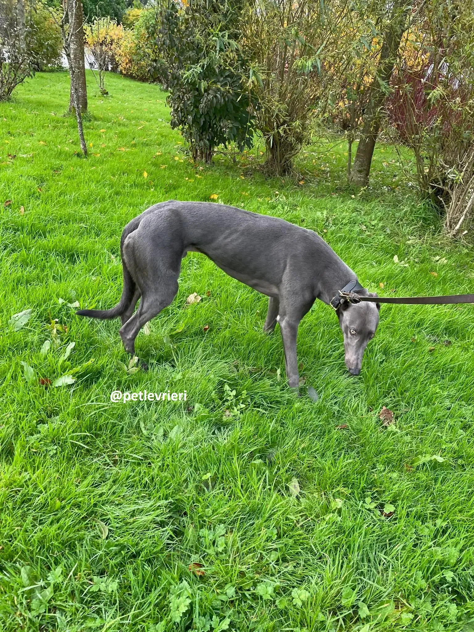 dysert adozione greyhound pet levrieri 21