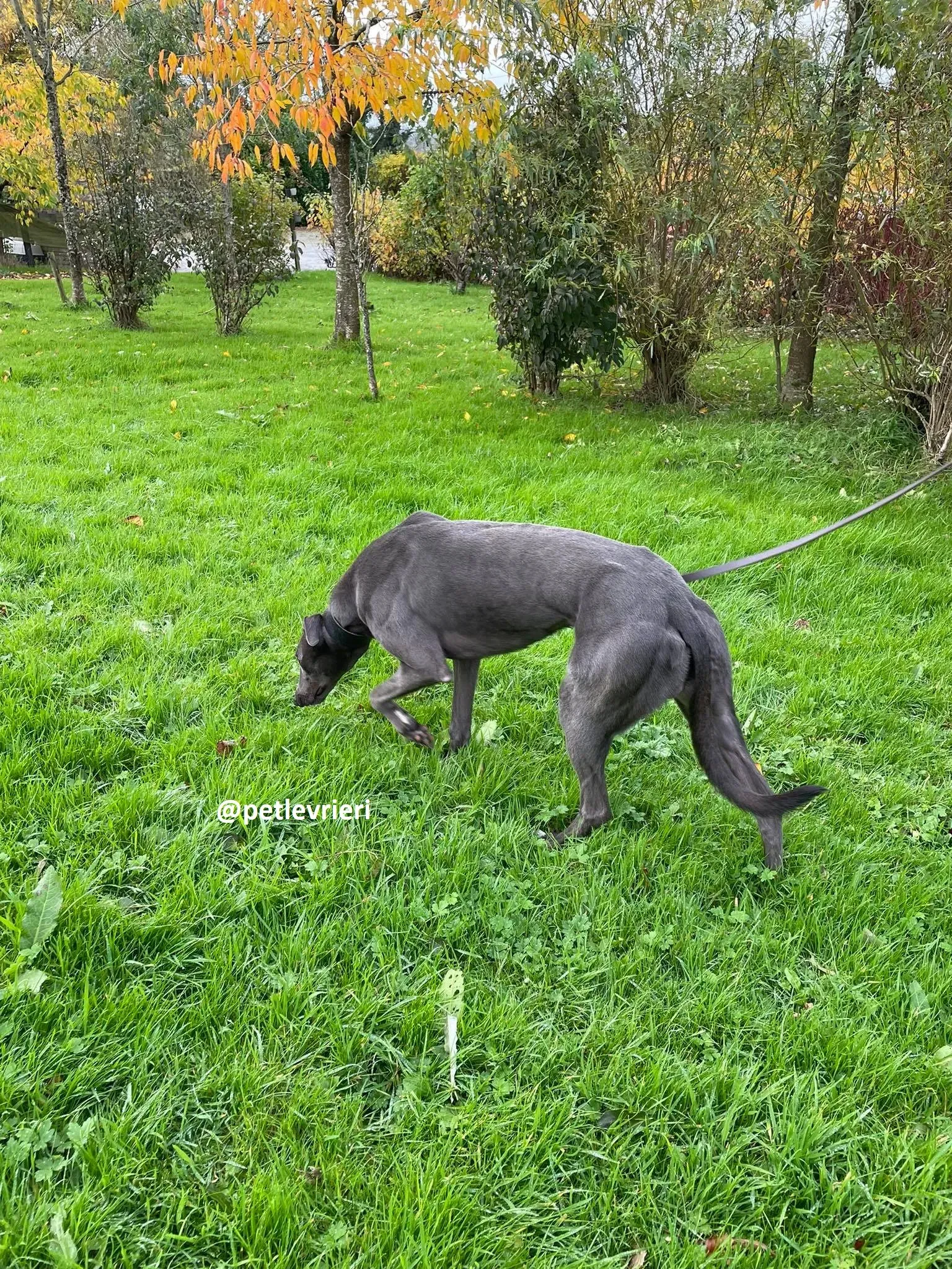 dysert adozione greyhound pet levrieri 23