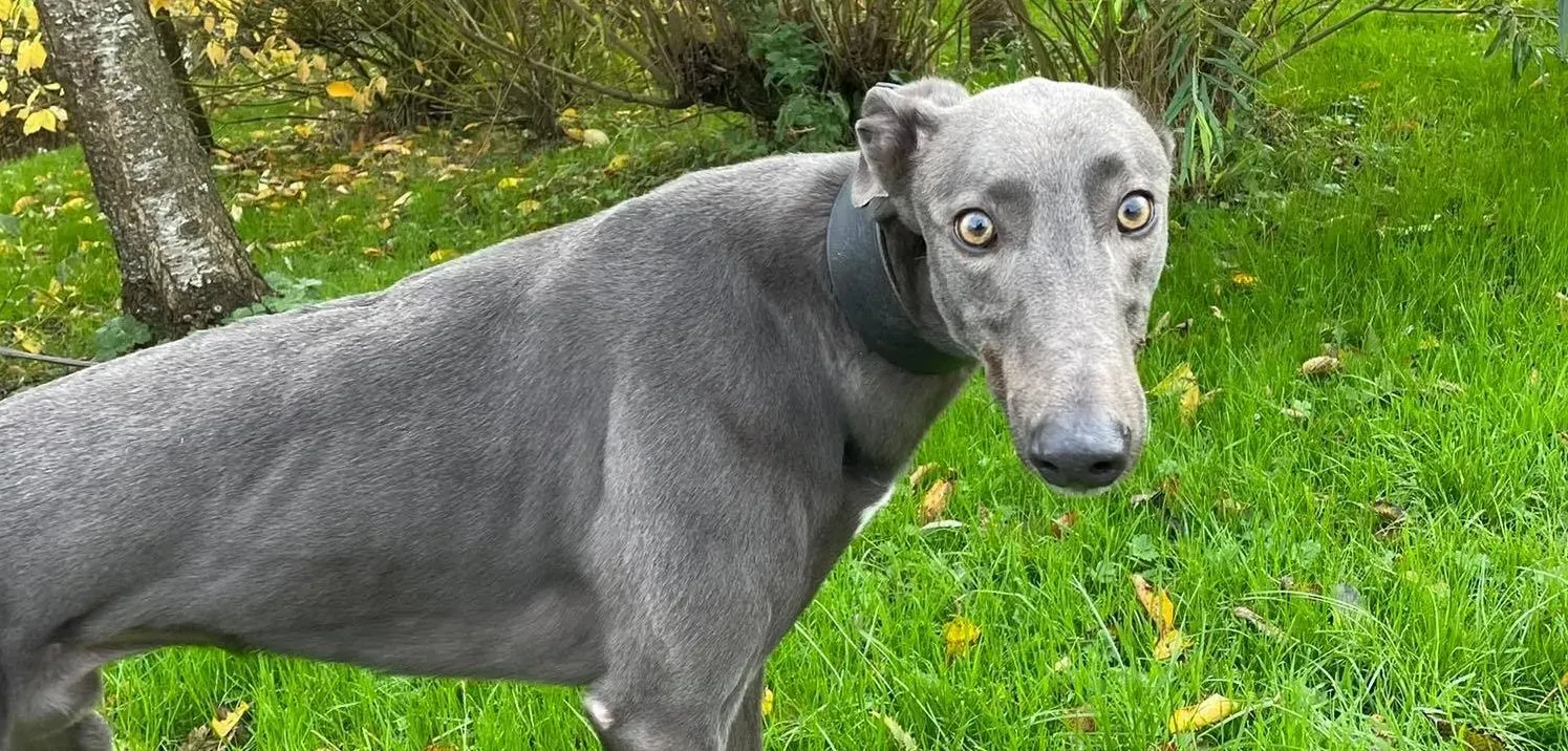 dysert adozione greyhound pet levrieri 24 e1636963283664