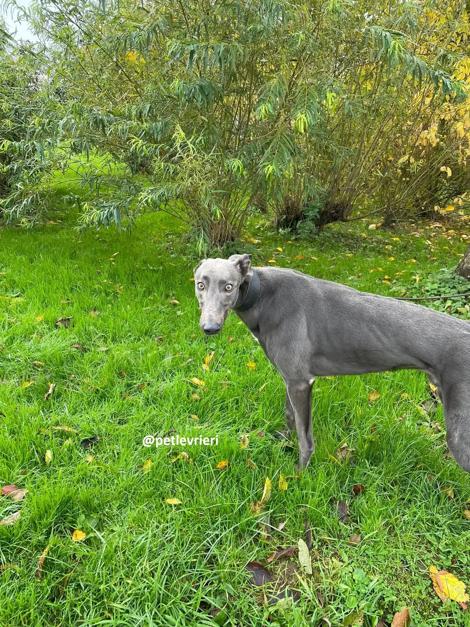 dysert adozione greyhound pet levrieri 25