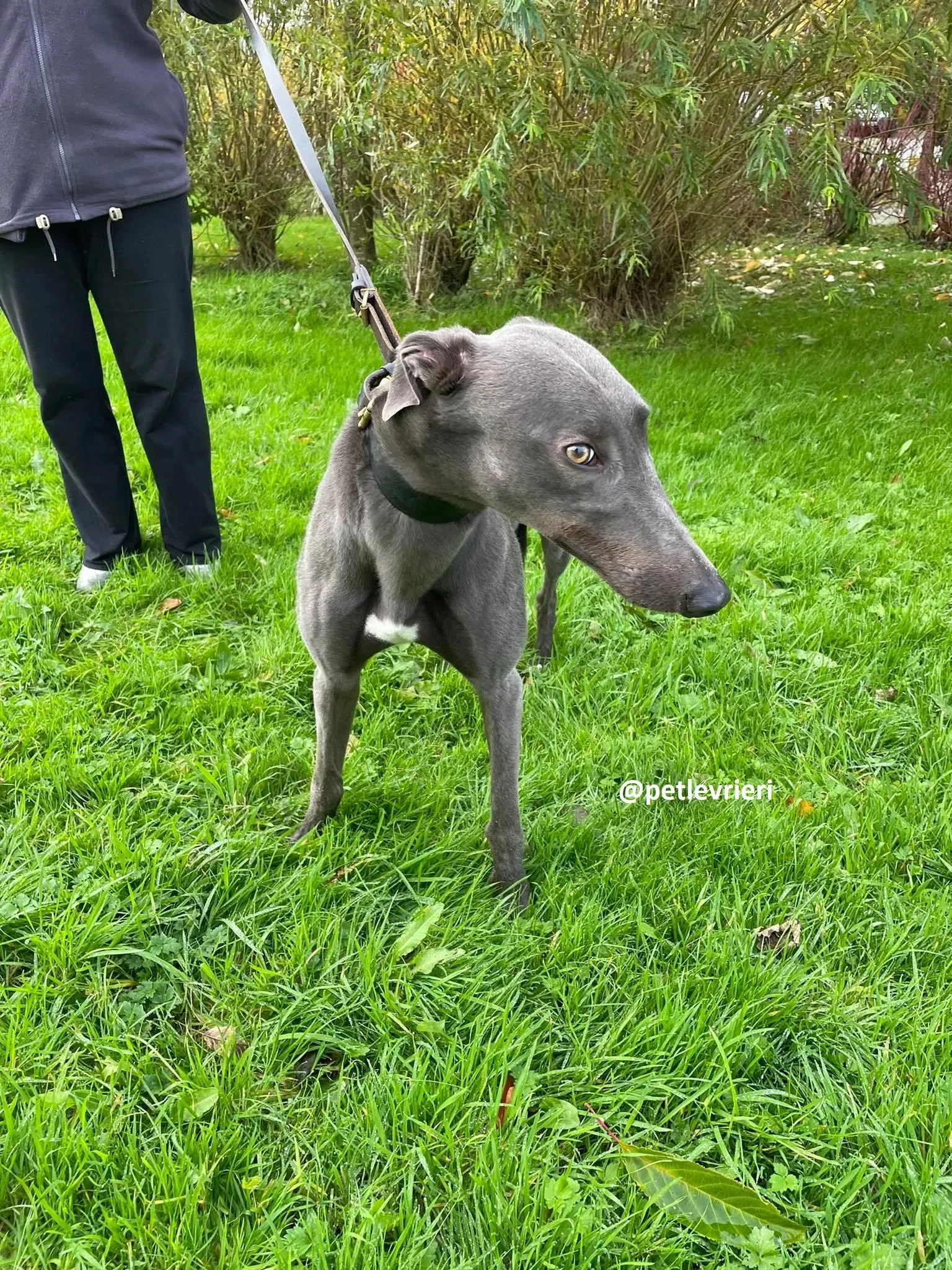 dysert adozione greyhound pet levrieri 4