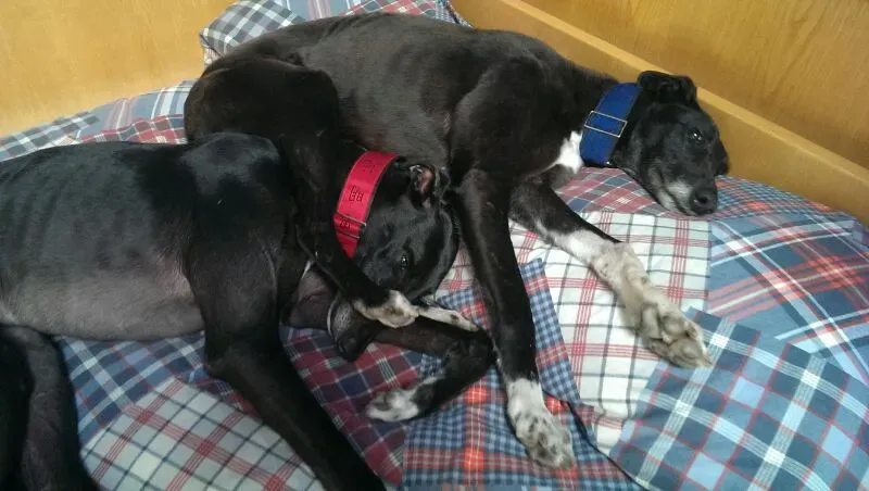 e38938eb92969dddc9bce64d42d15822