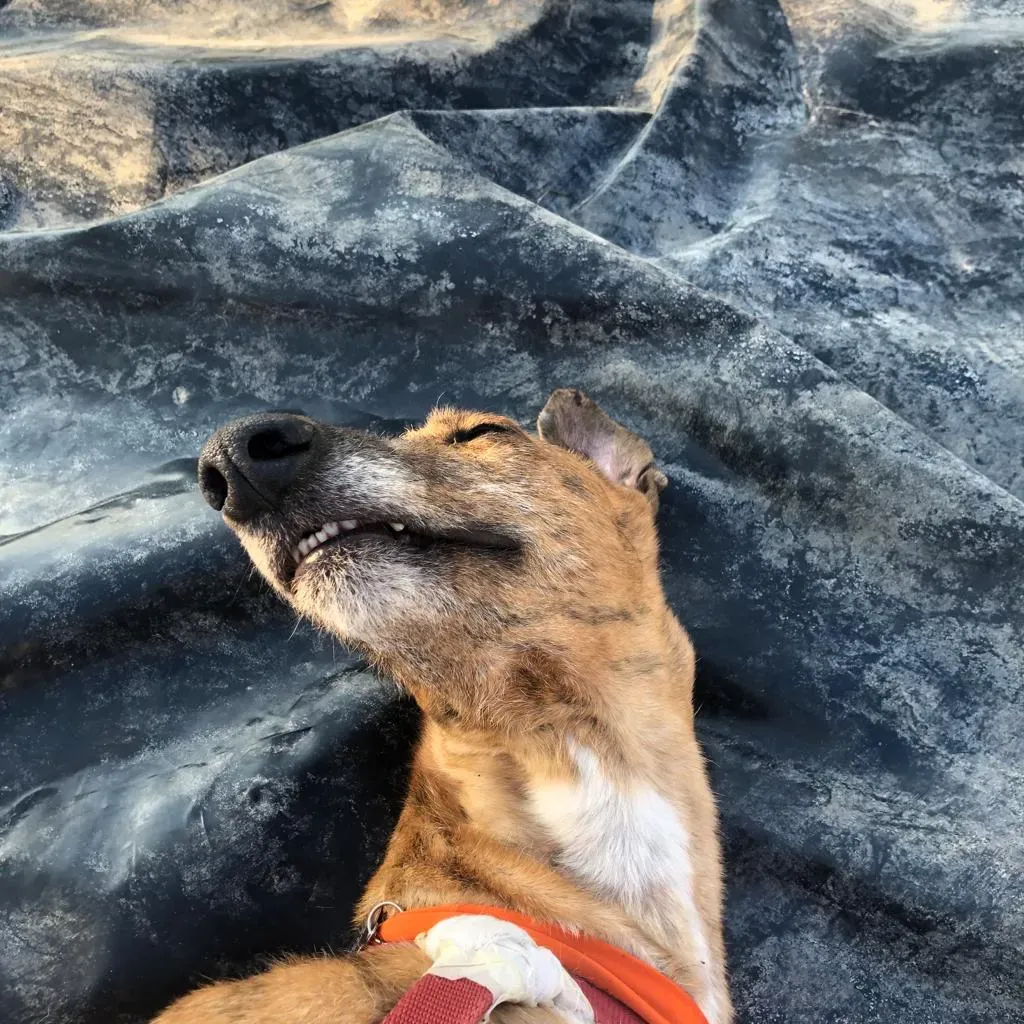 e4ffcb5f abec 416c 9e67 5bd0654d44c6