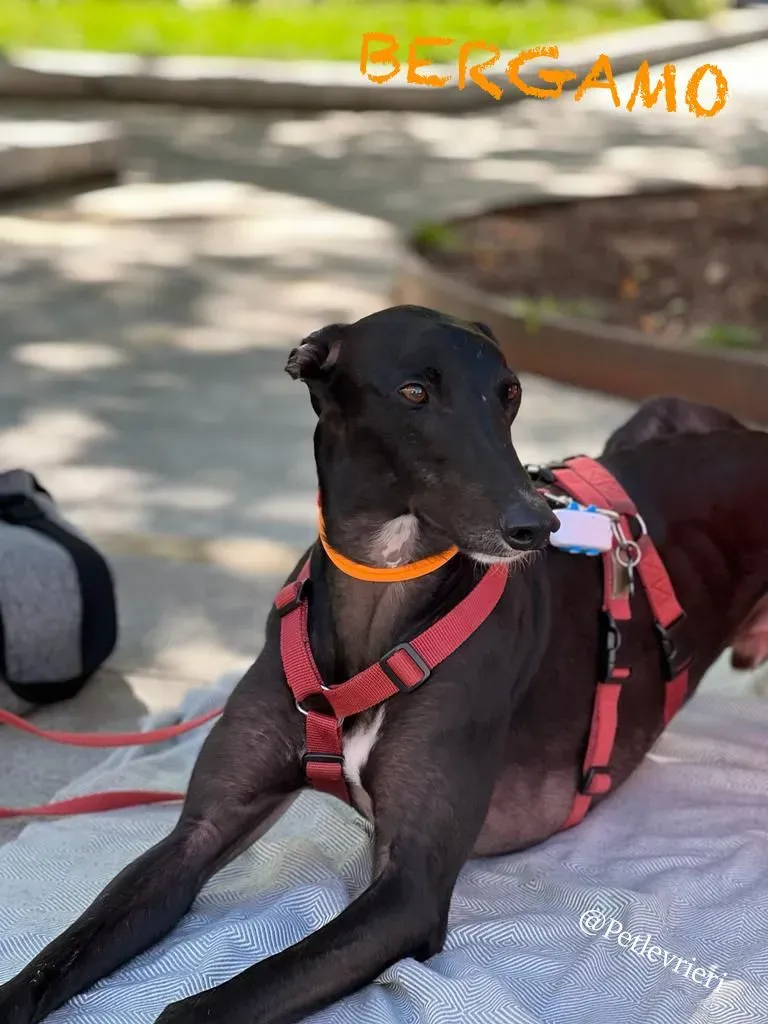 e506cfec 284e 439b b975 9e94514f370e risultato