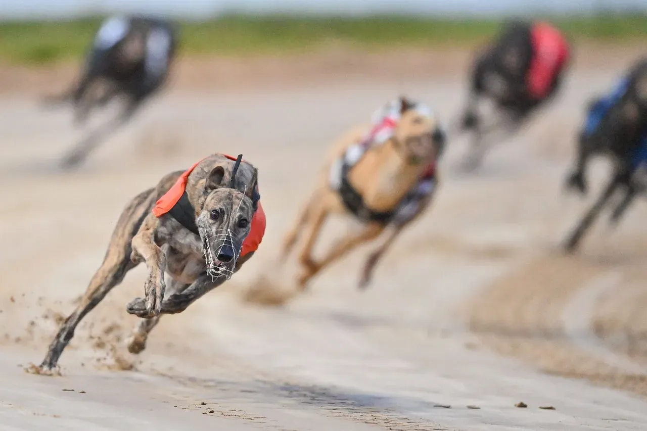 e77454e9 d745 4d14 b2dc 8a076cbb55ea