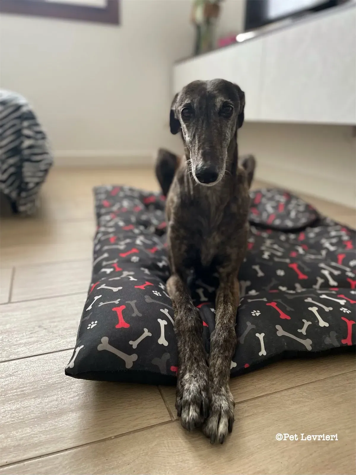 eZy Watermark 19 02 2024 12 02 50 1190PM