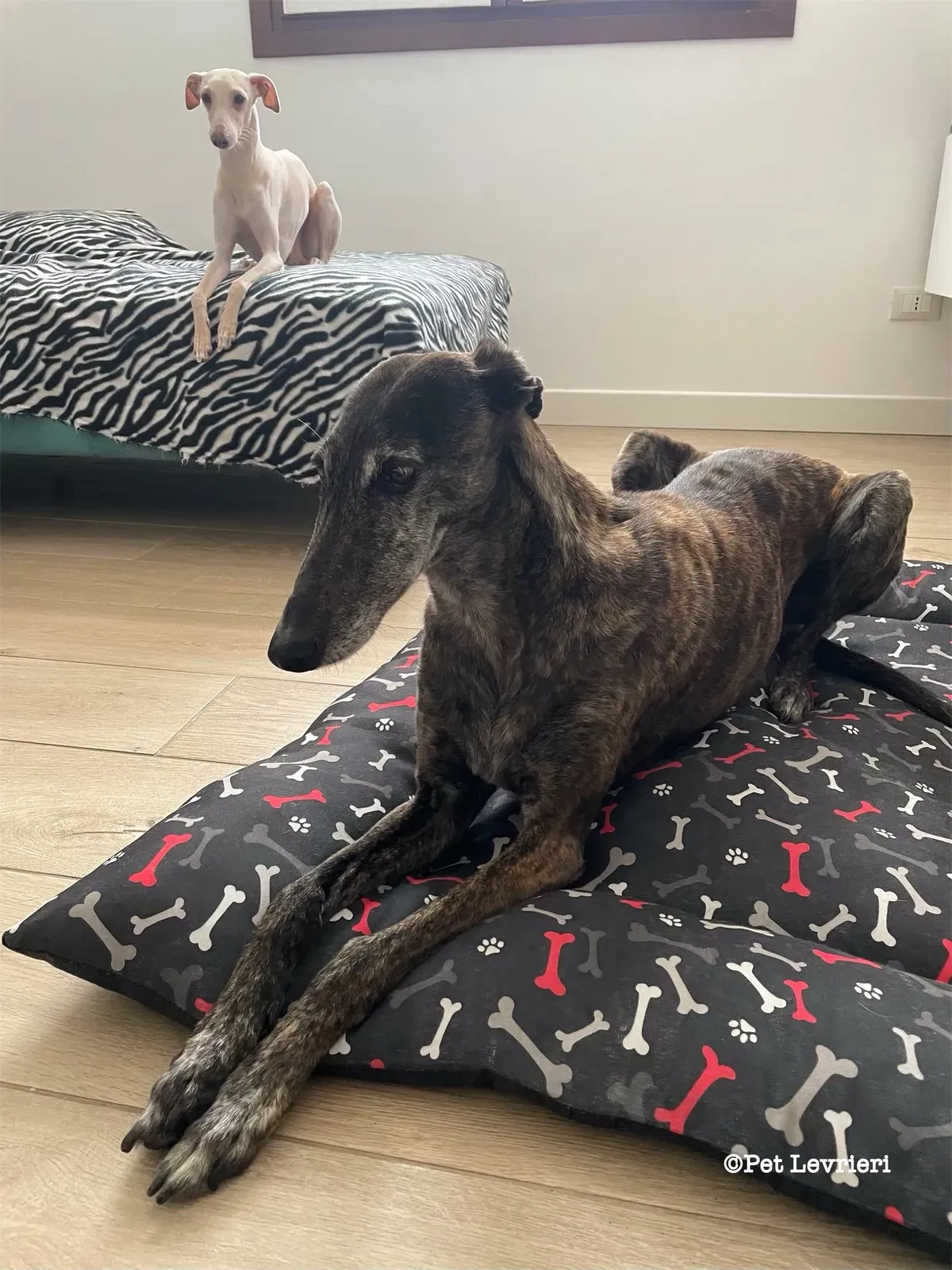 eZy Watermark 19 02 2024 12 03 41 5350PM