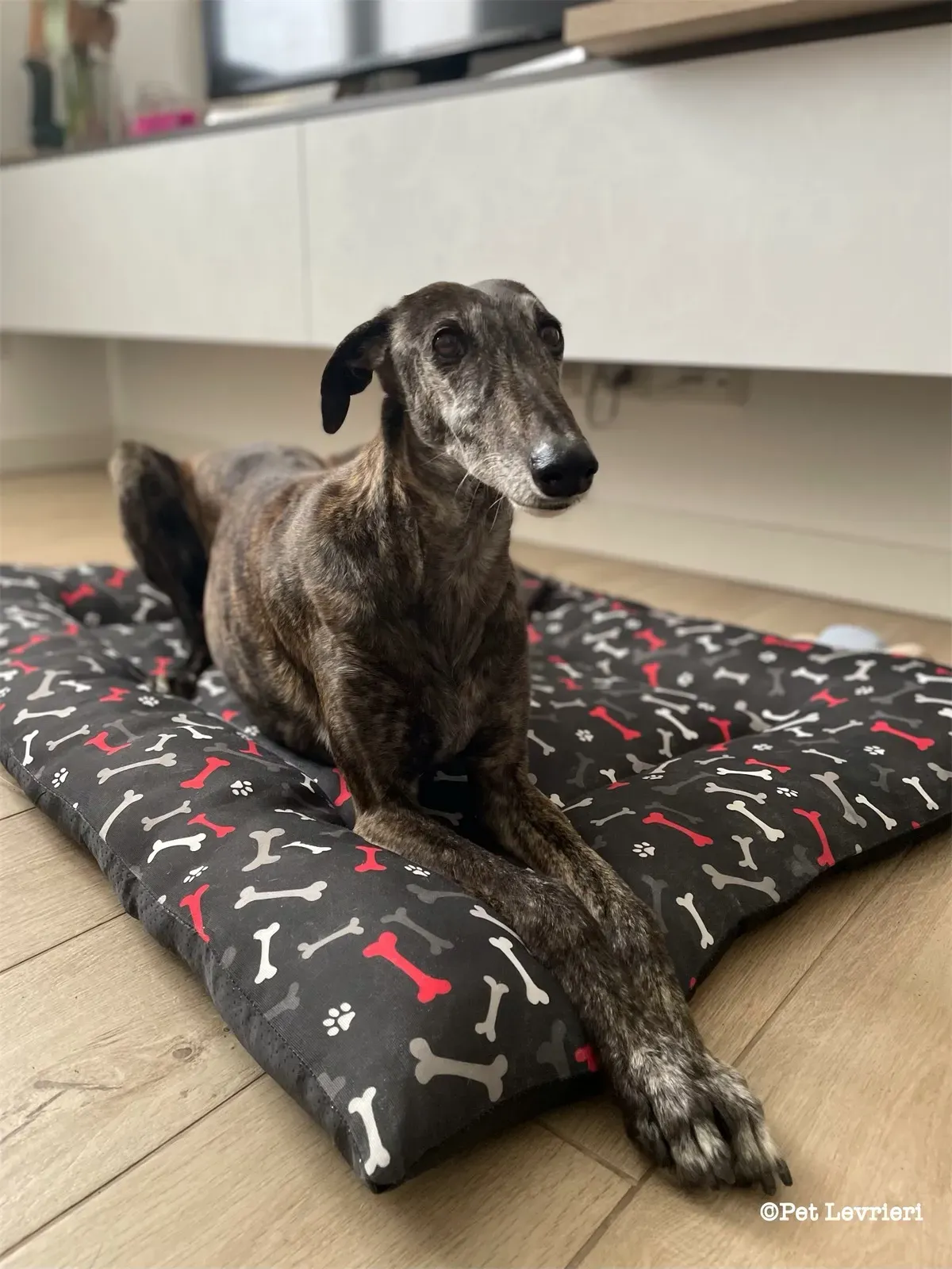 eZy Watermark 19 02 2024 12 04 39 2650PM