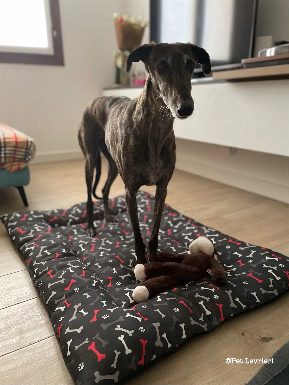 eZy Watermark 19 02 2024 12 06 17 7900PM