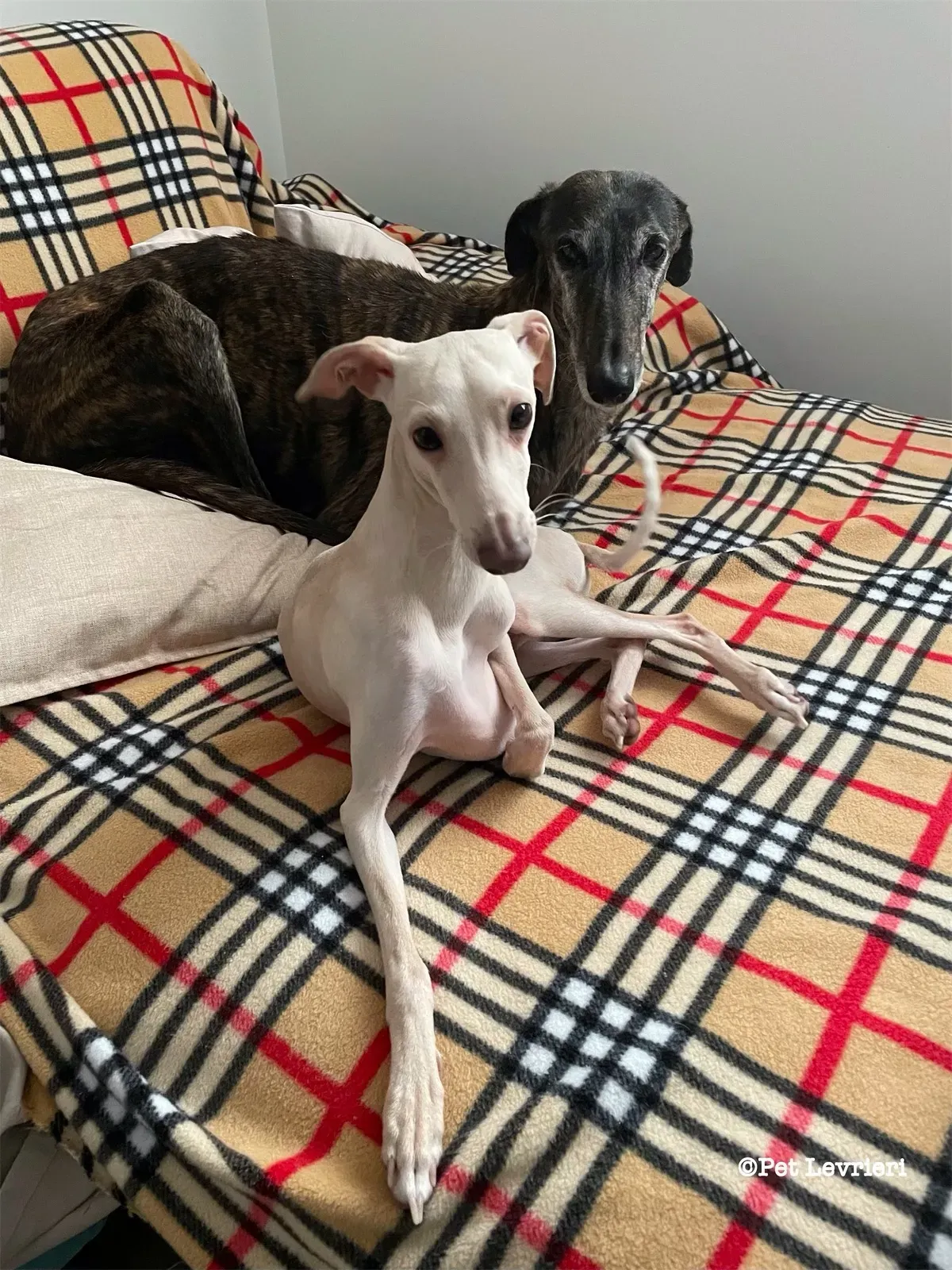 eZy Watermark 19 02 2024 12 07 42 4650PM