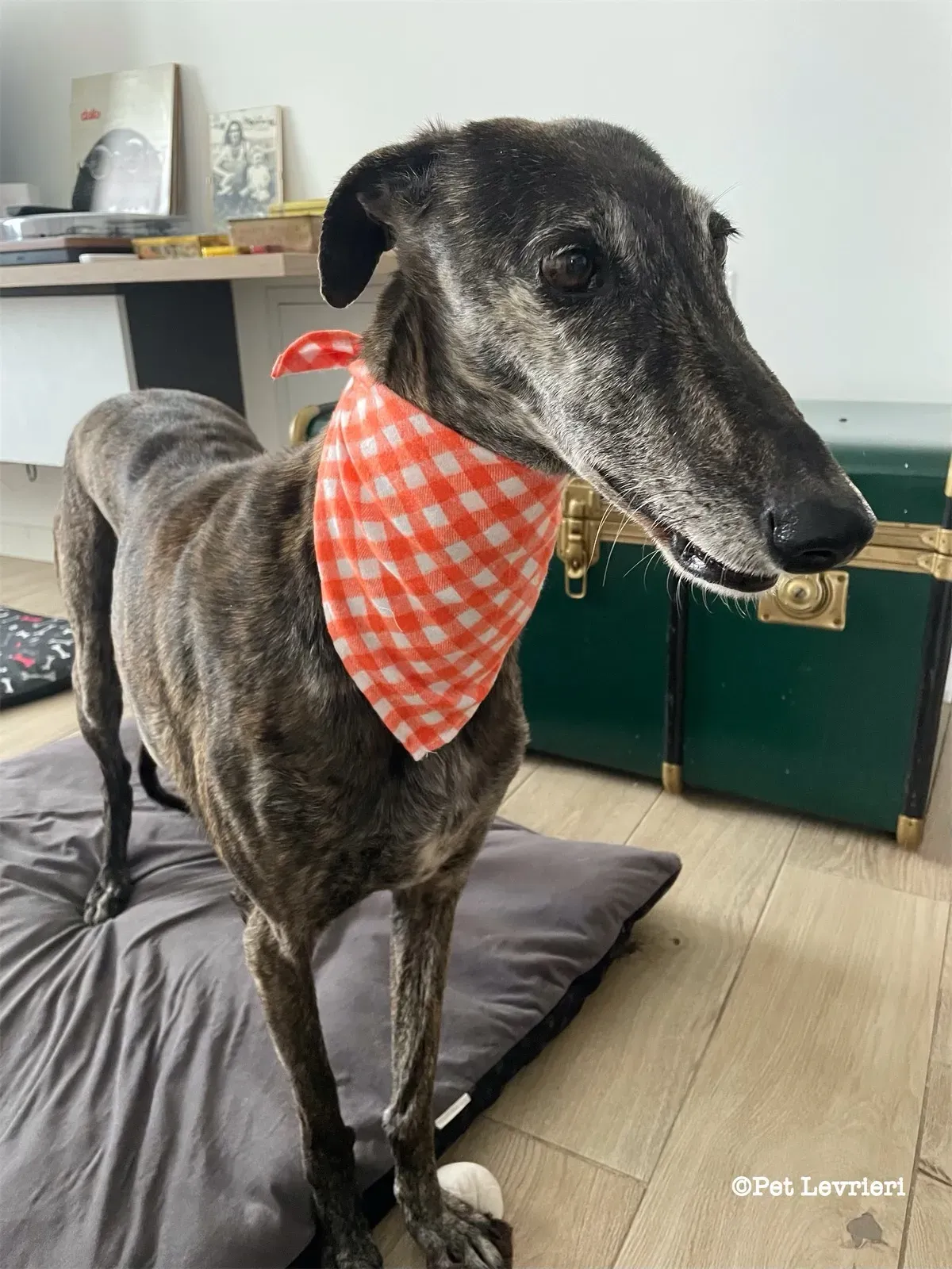 eZy Watermark 19 02 2024 12 08 53 4390PM